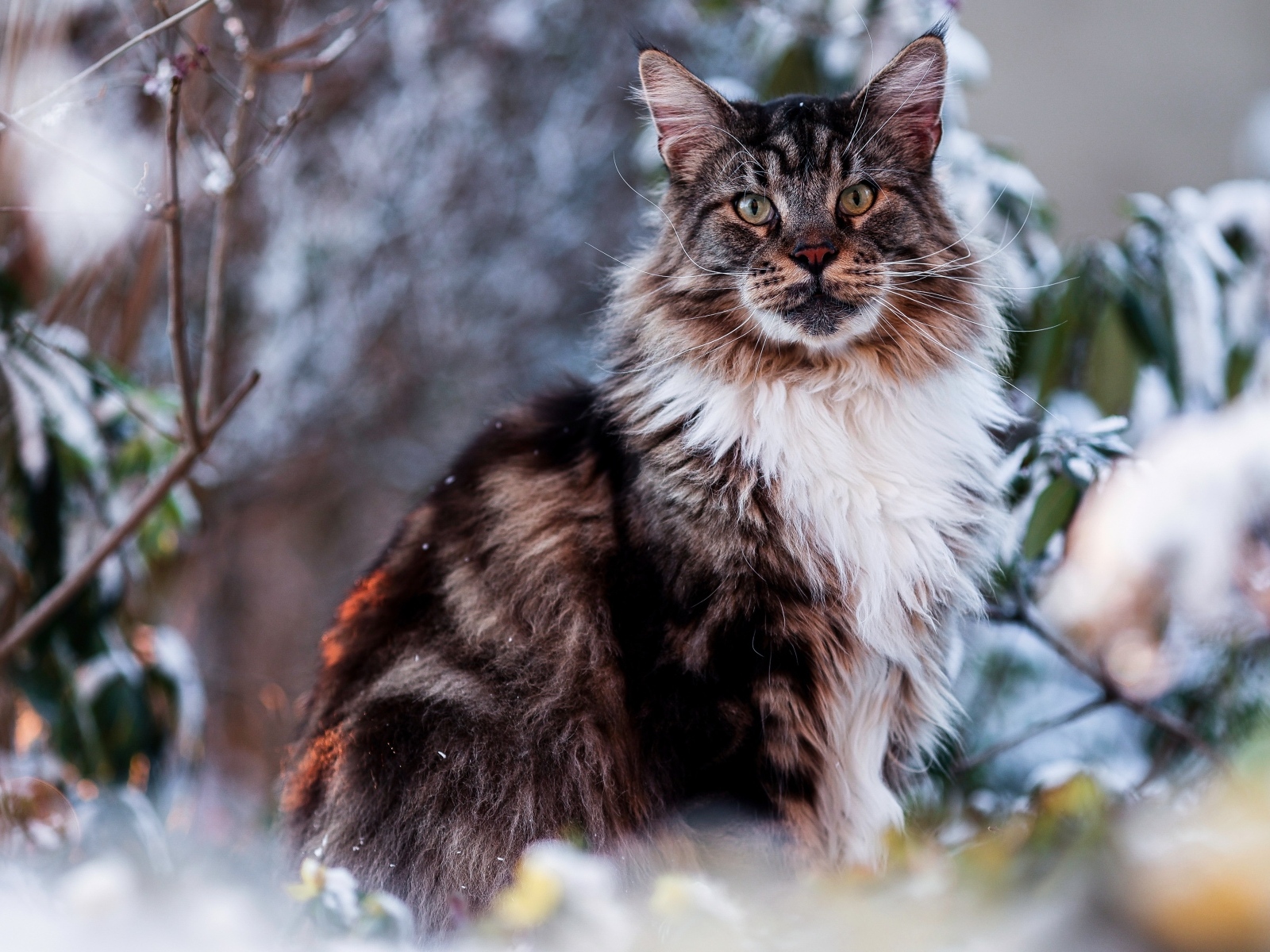 Большой мейн кун сидит в ветках 