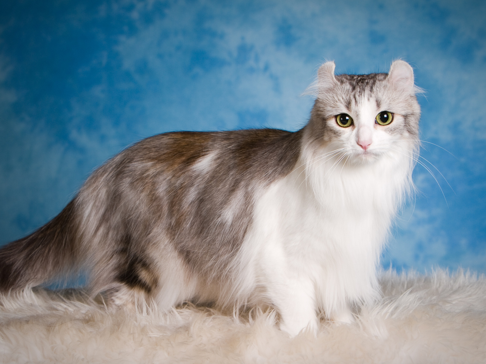 Большая красивая пушистая кошка на голубом фоне