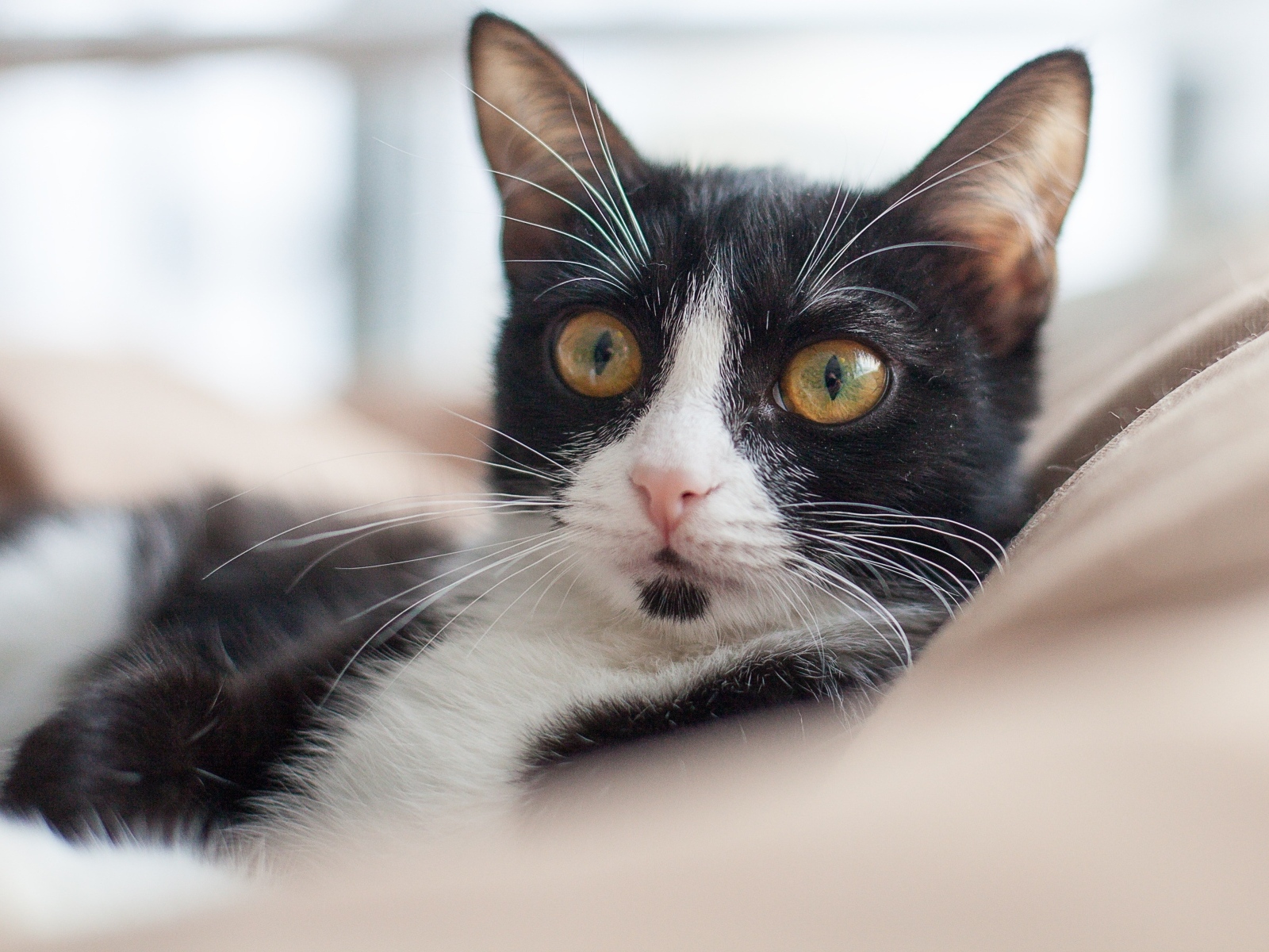 Черно-белый кот лежит на диване