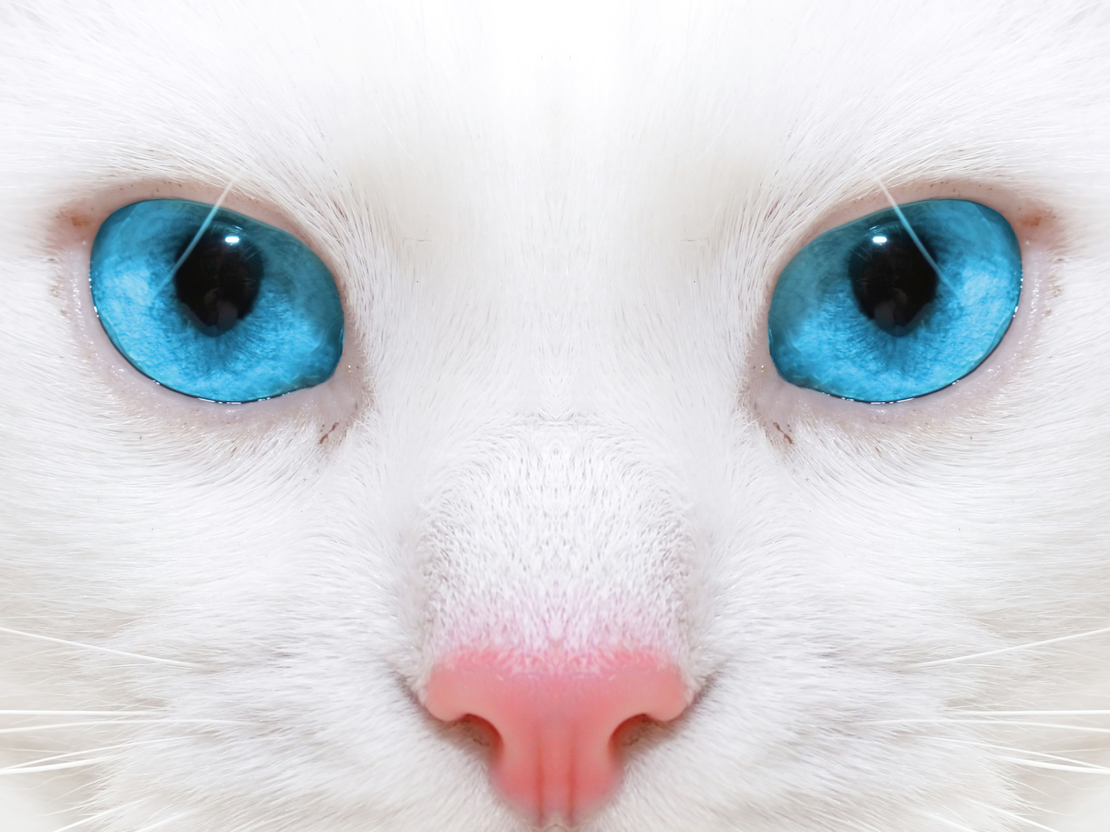 Голубоглазая кошка с розовым носом