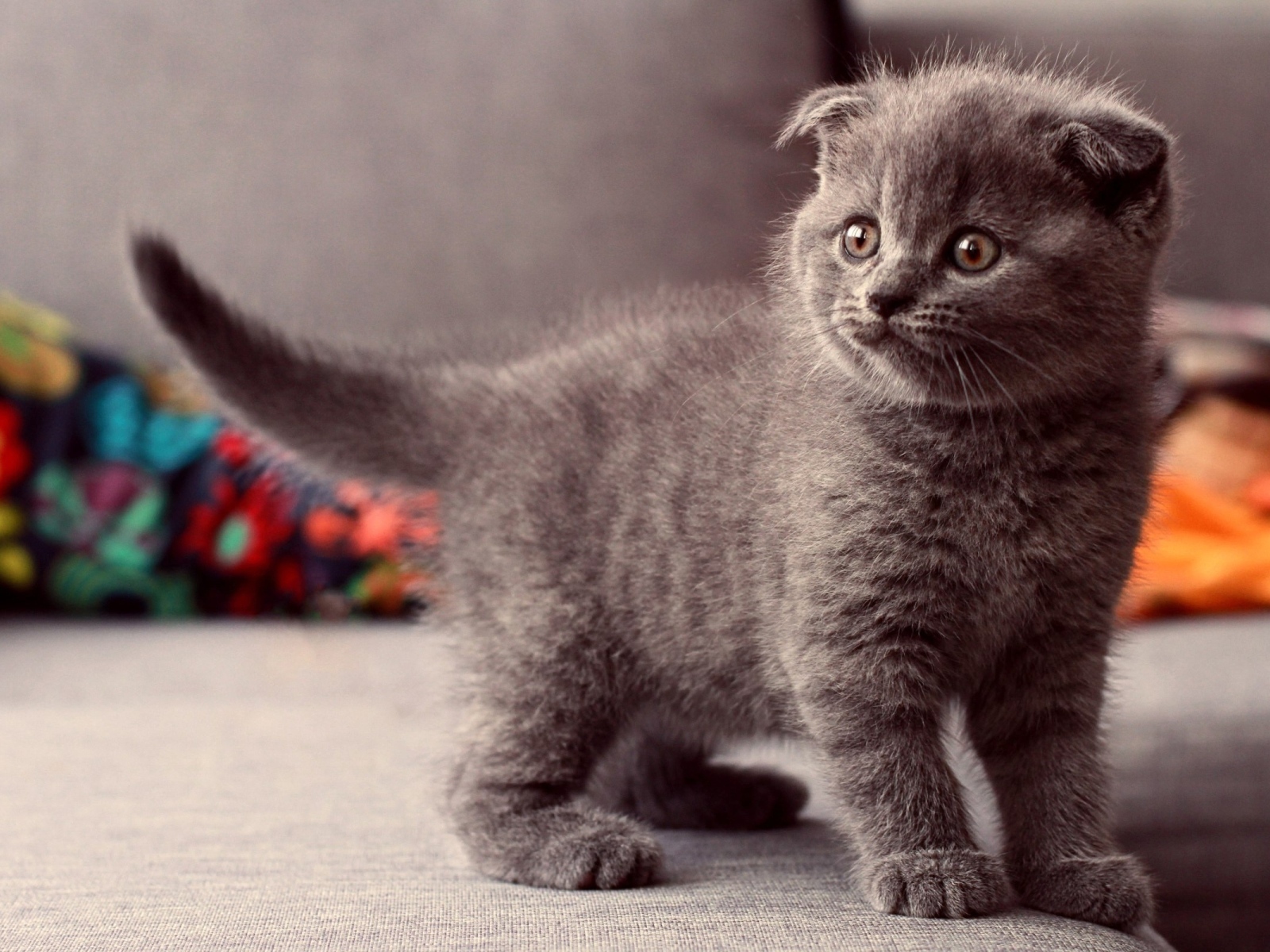 Британский вислоухий серый котенок