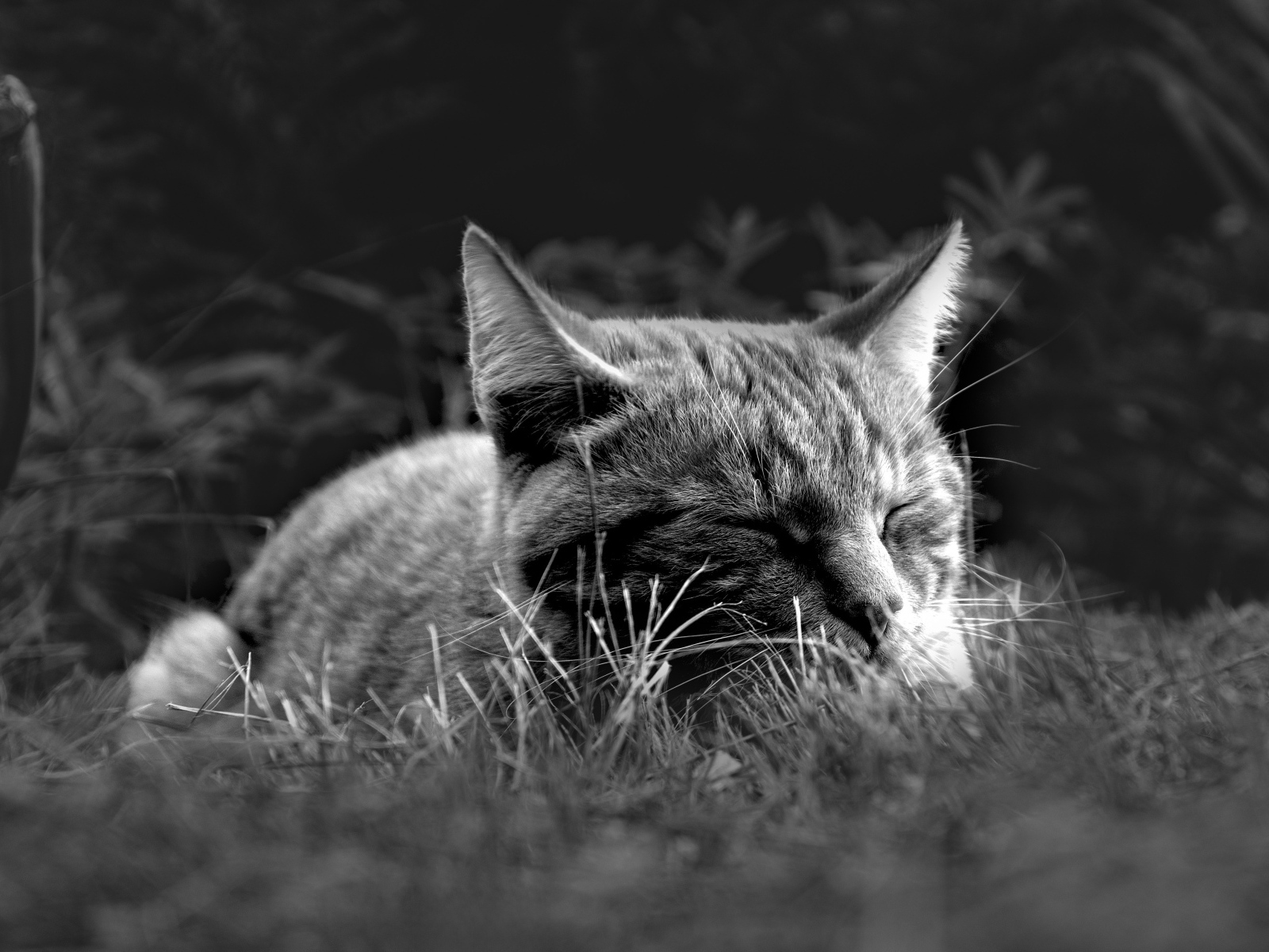 Кот спит в зеленой траве