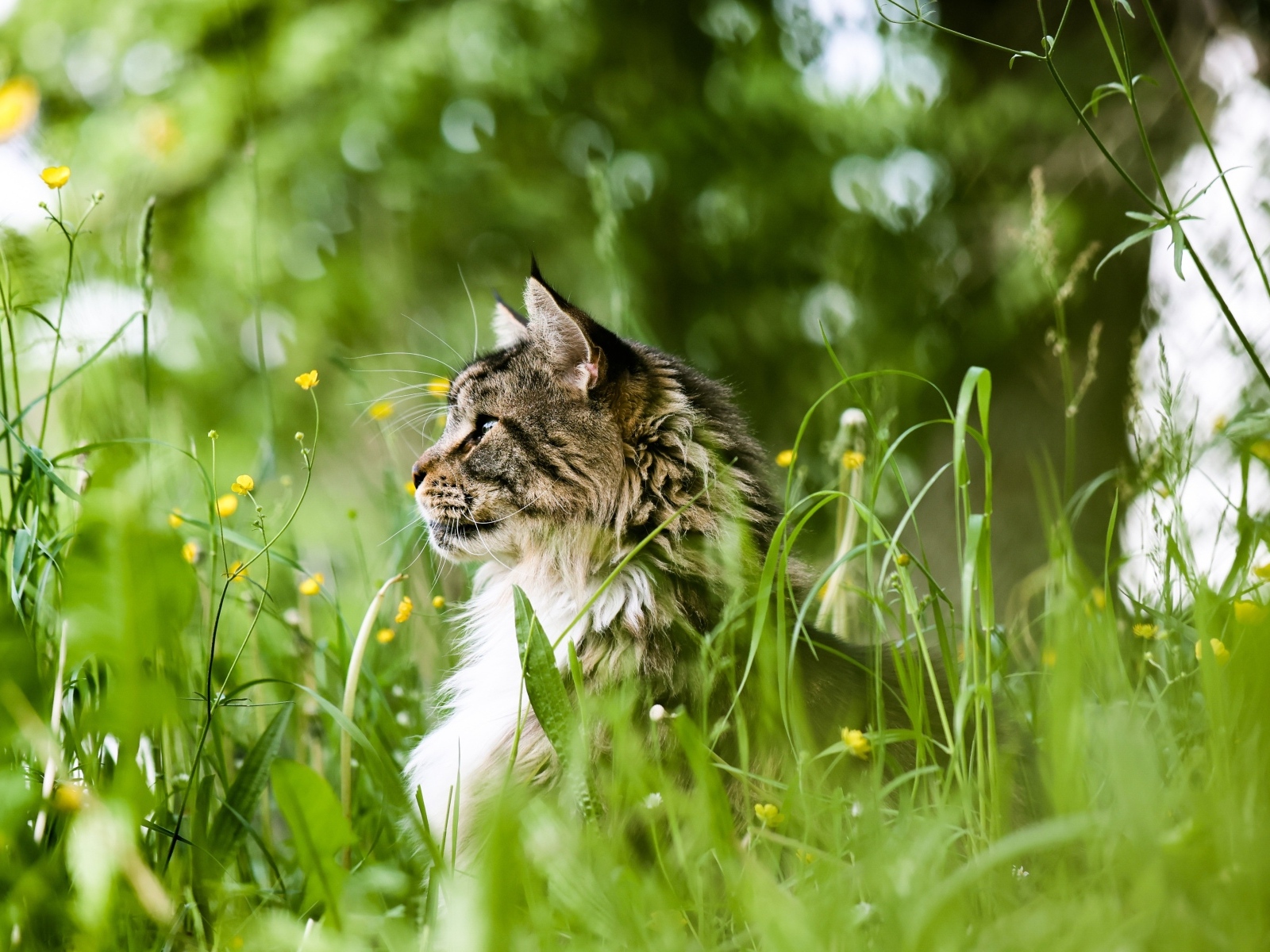 Пушистый серый кот сидит в зеленой траве