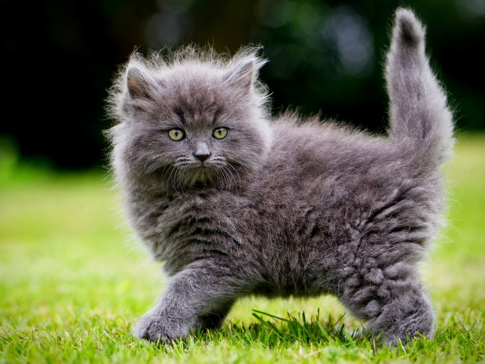 Смешной пушистый серый котенок на зеленой траве