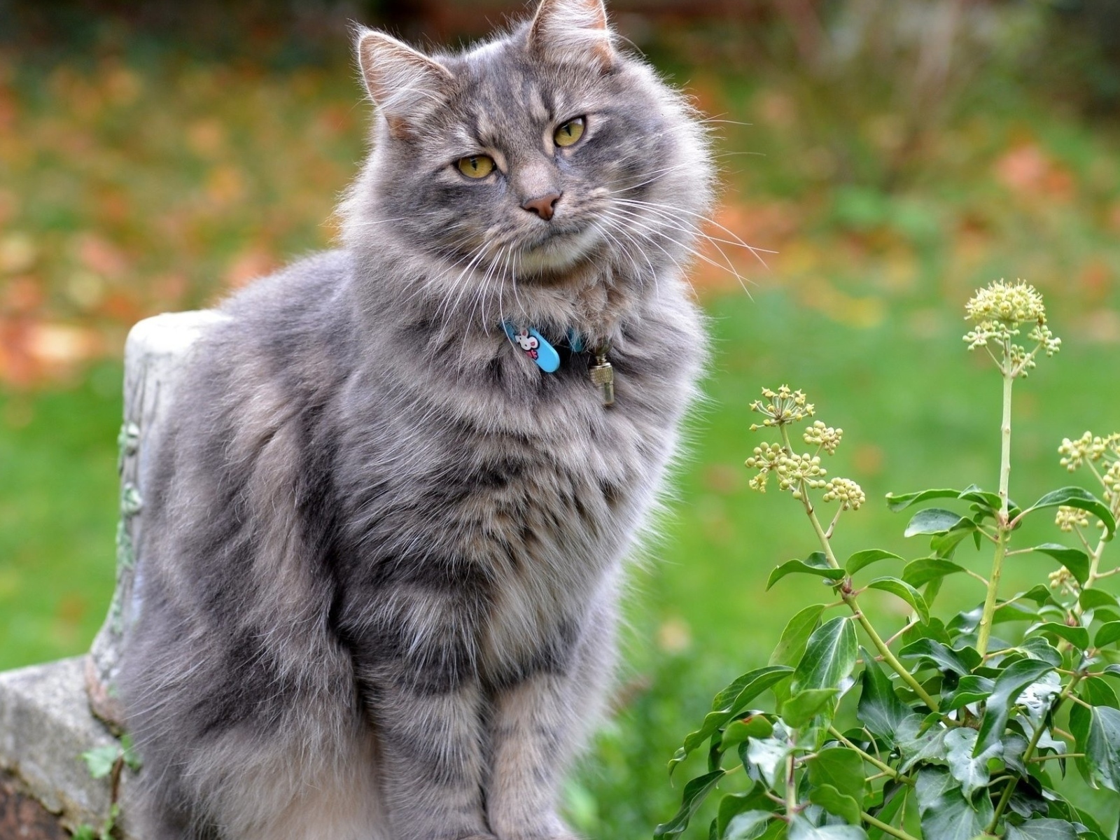 Серый пушистый кот с ошейником на улице