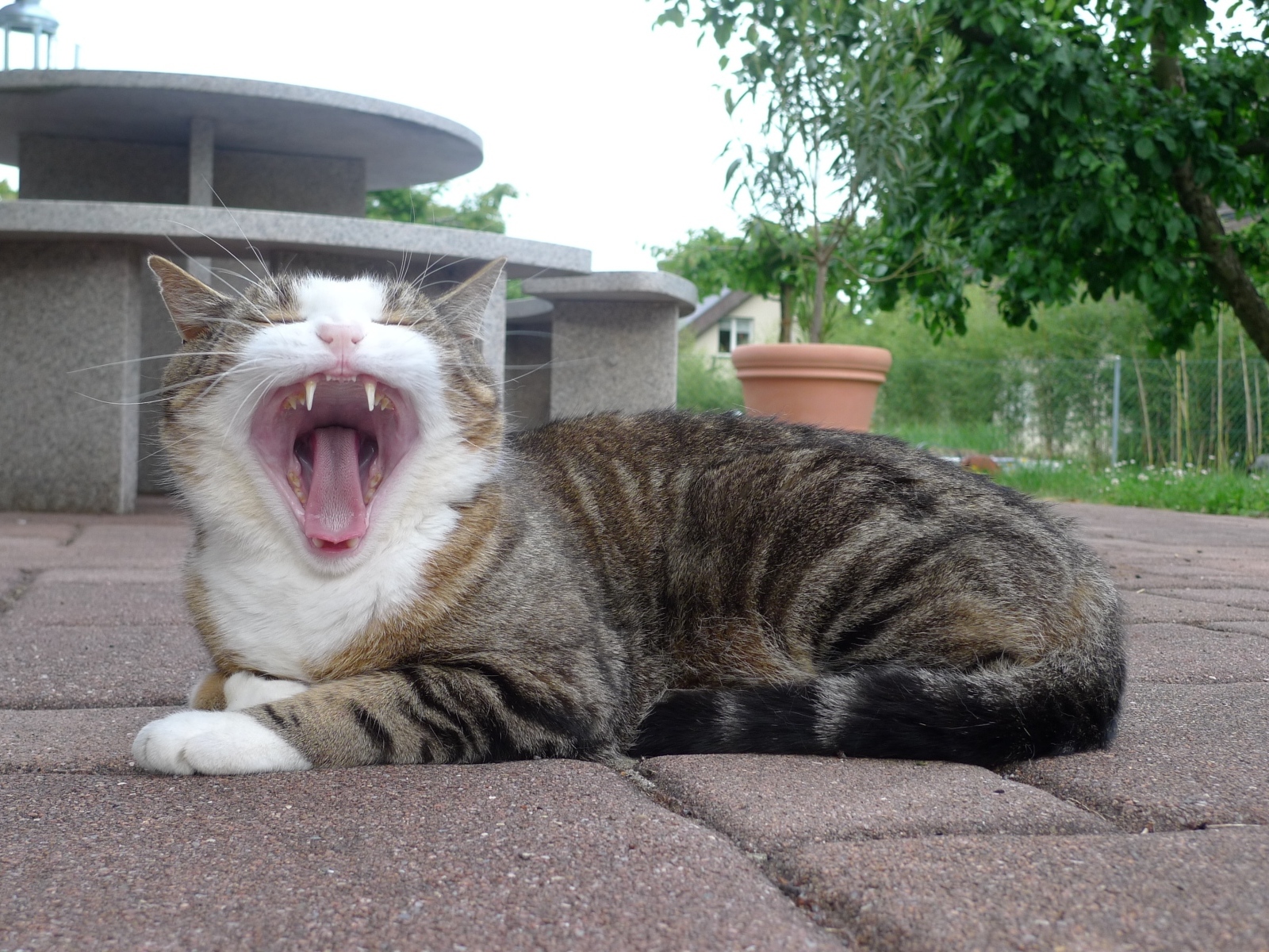 Серый полосатый кот зевает 