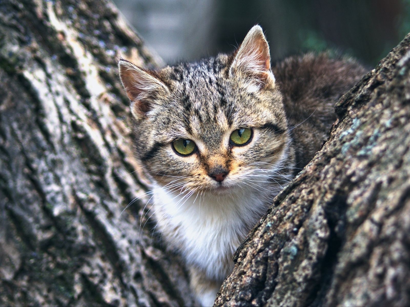 Маленький зеленоглазый серый котенок