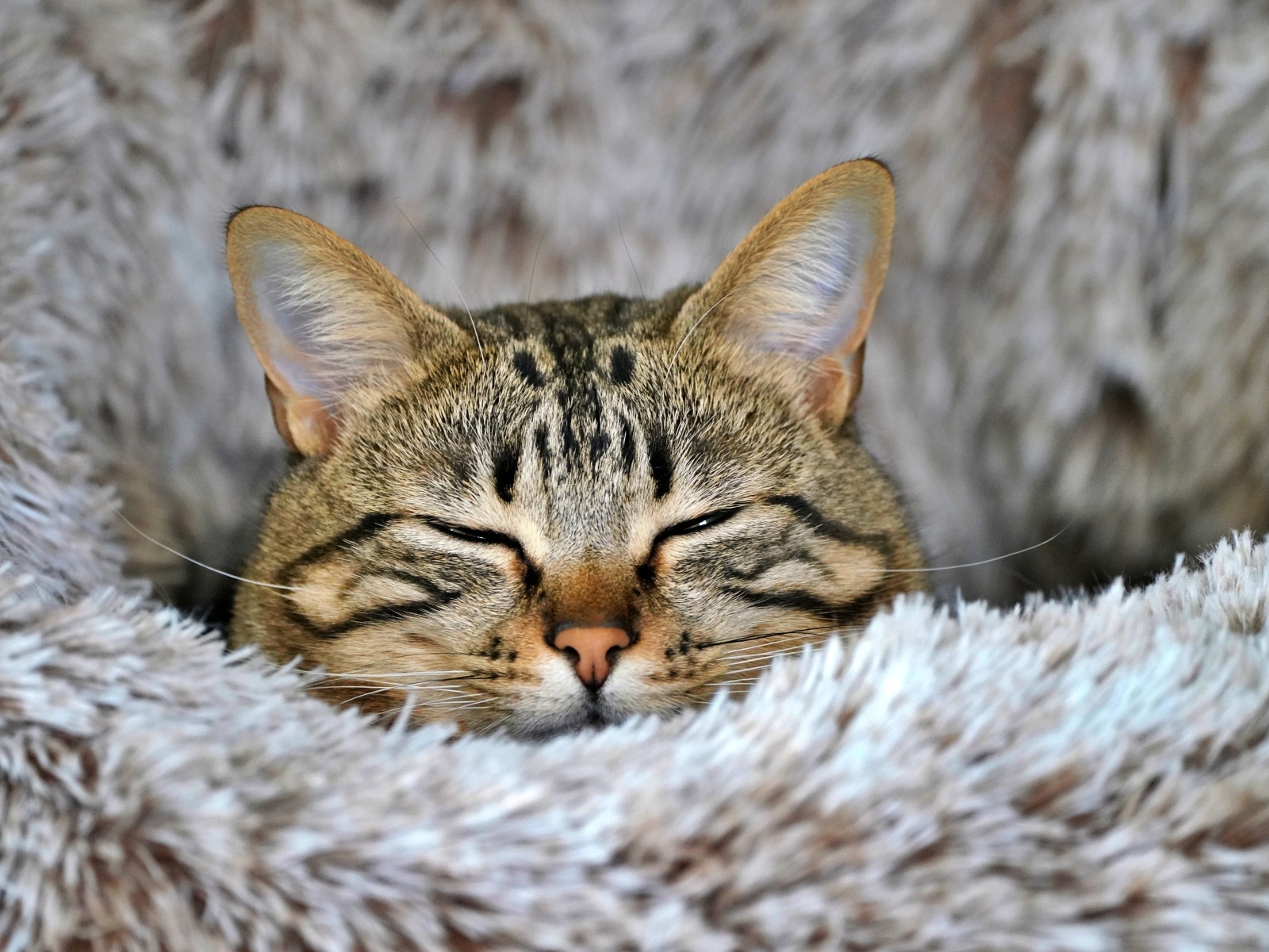 Довольный серый полосатый кот спит на покрывале