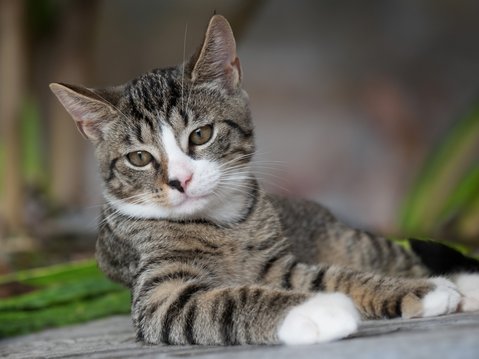 Полосатый котенок лежит на земле