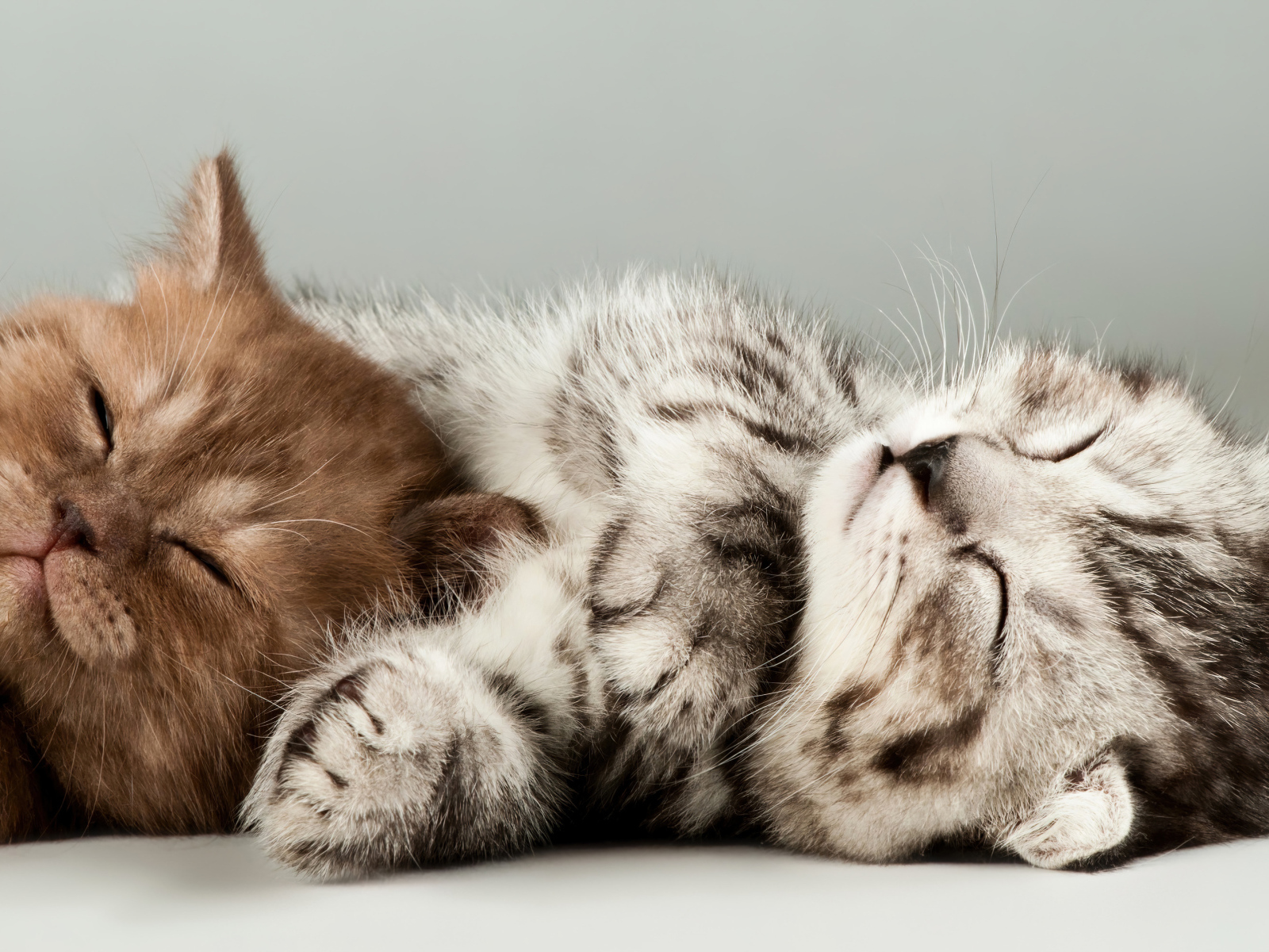 Два маленьких породистых котенка на сером фоне