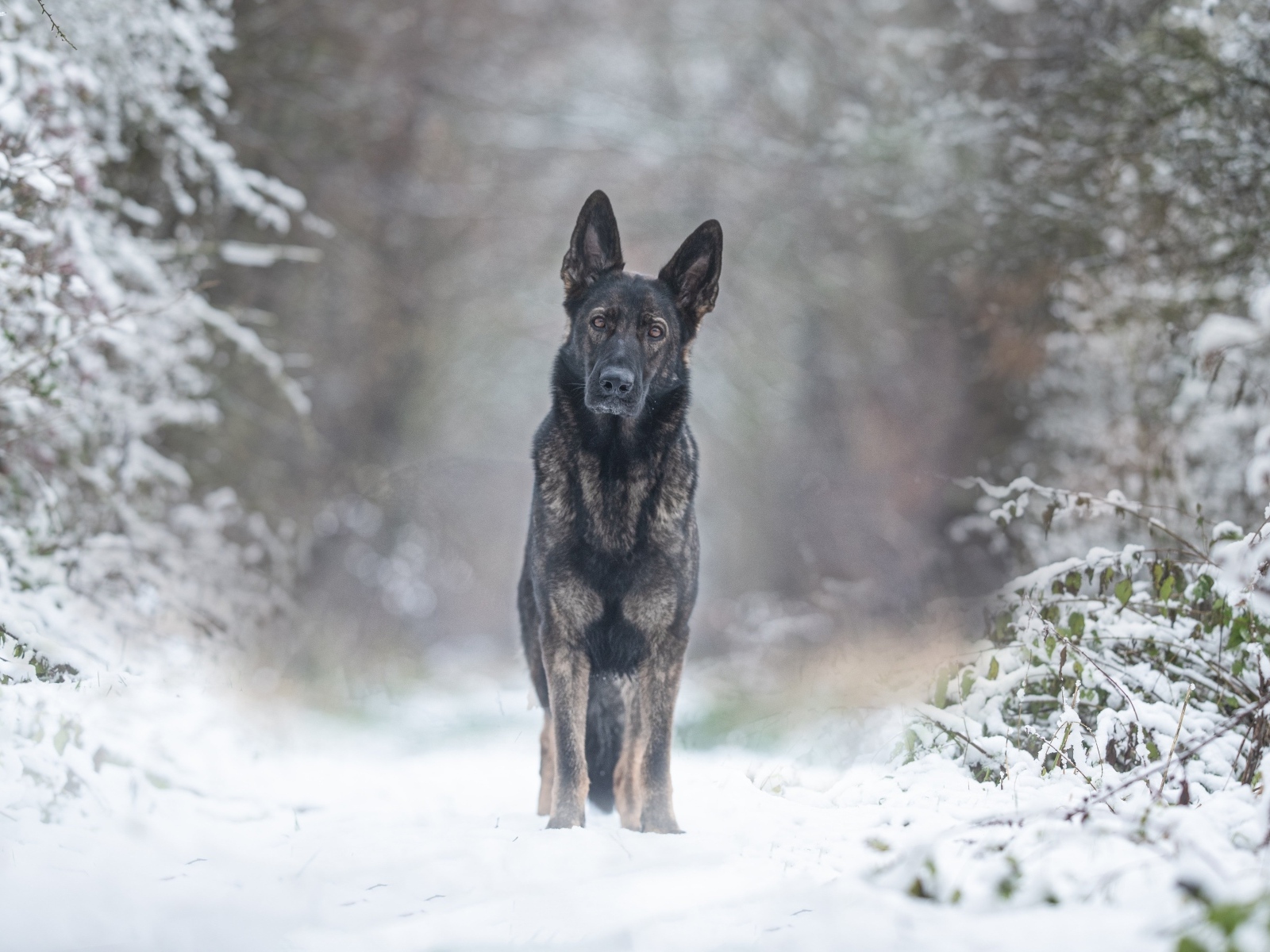 Собака стоит на дороге в заснеженном лесу
