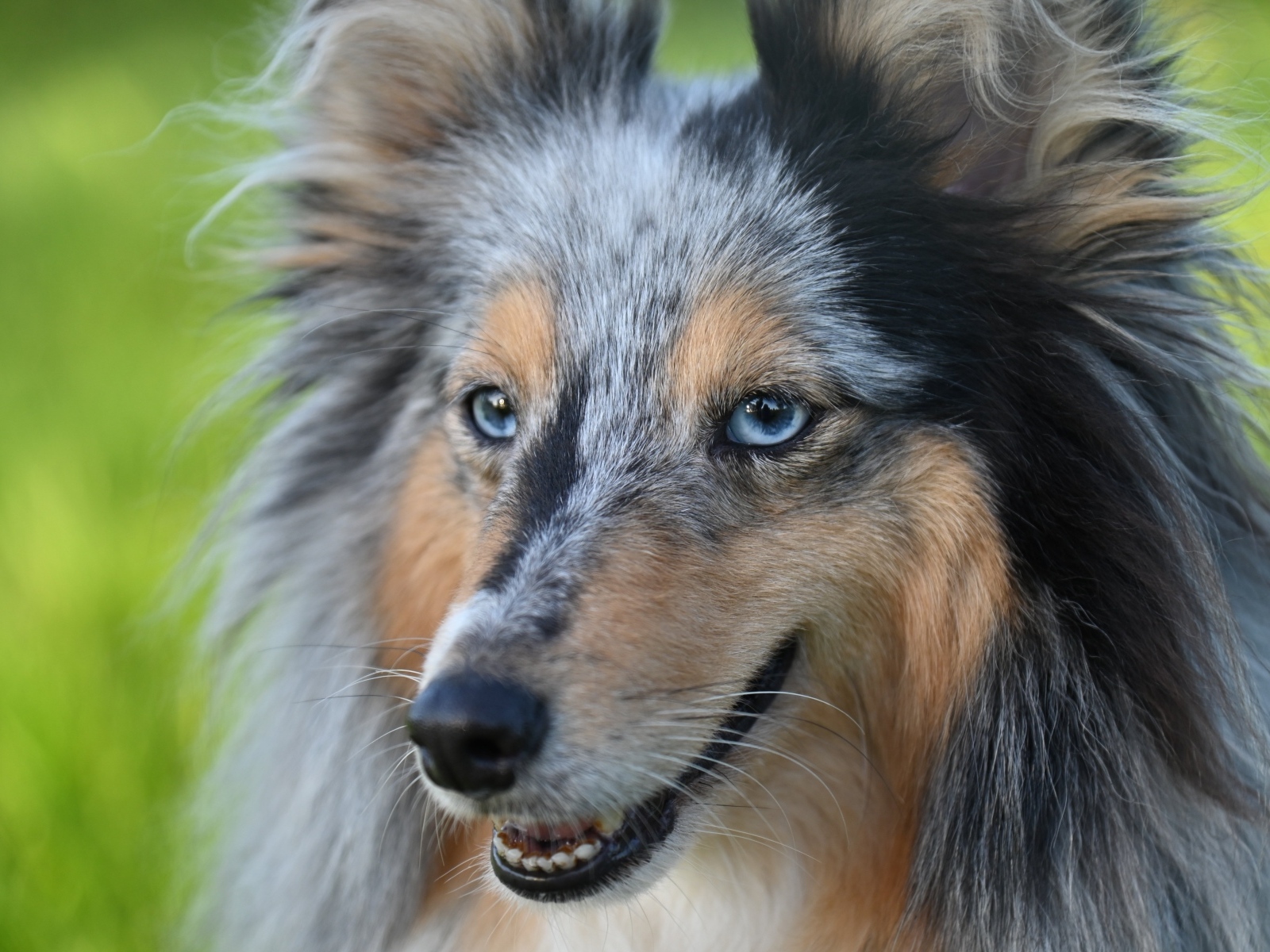 Красивая голубоглазая собака породы шелти