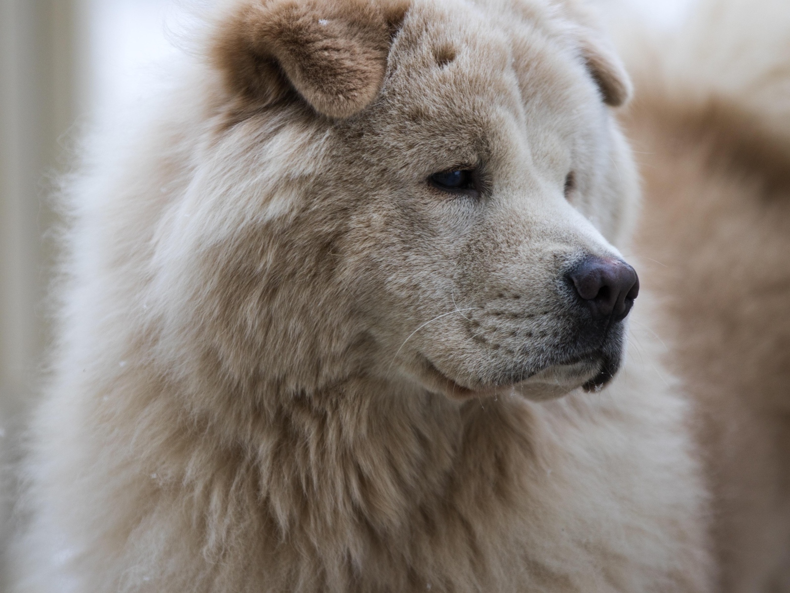Большой старый пес акита ину
