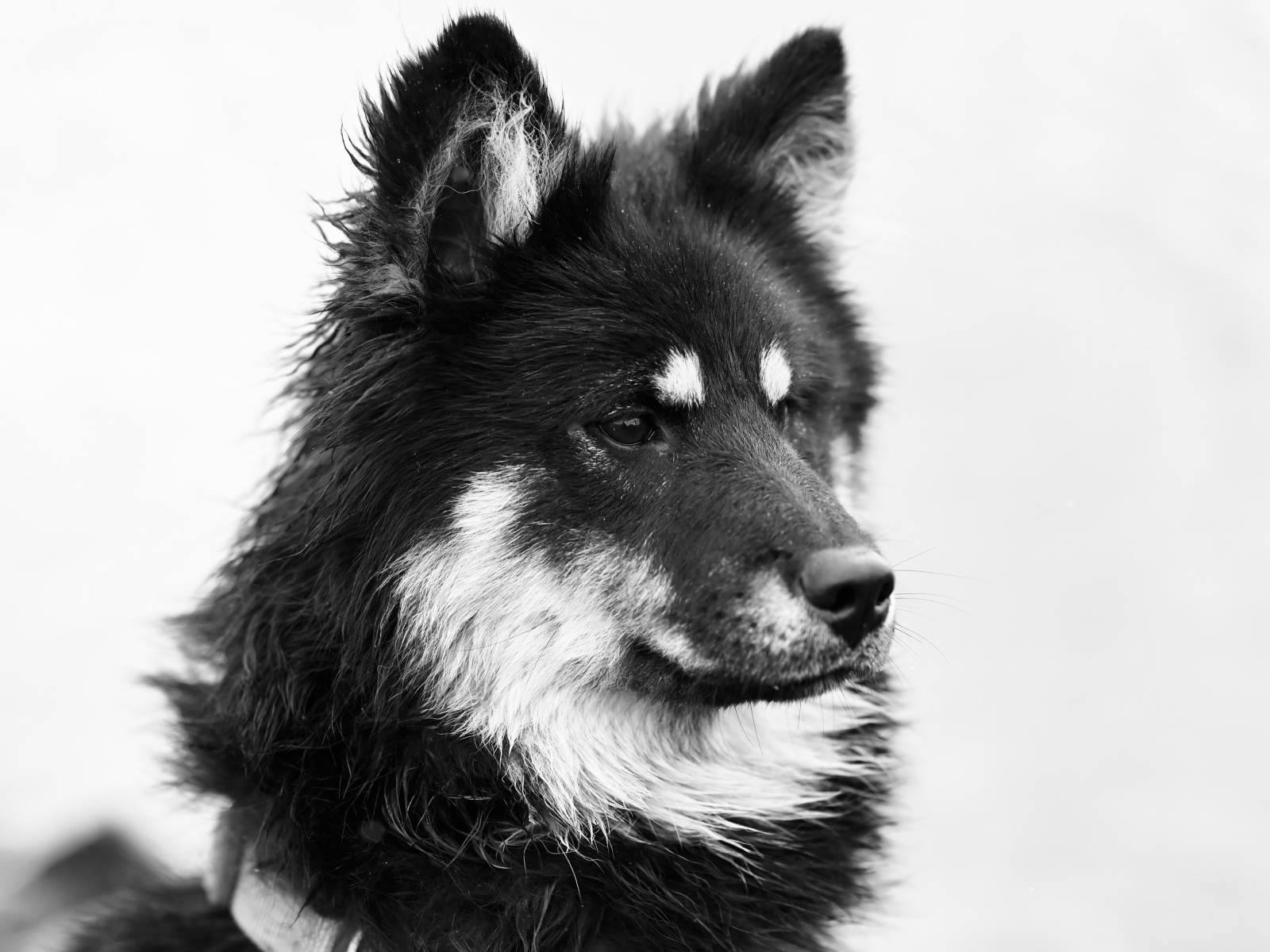 Черное белое фото породистой собаки