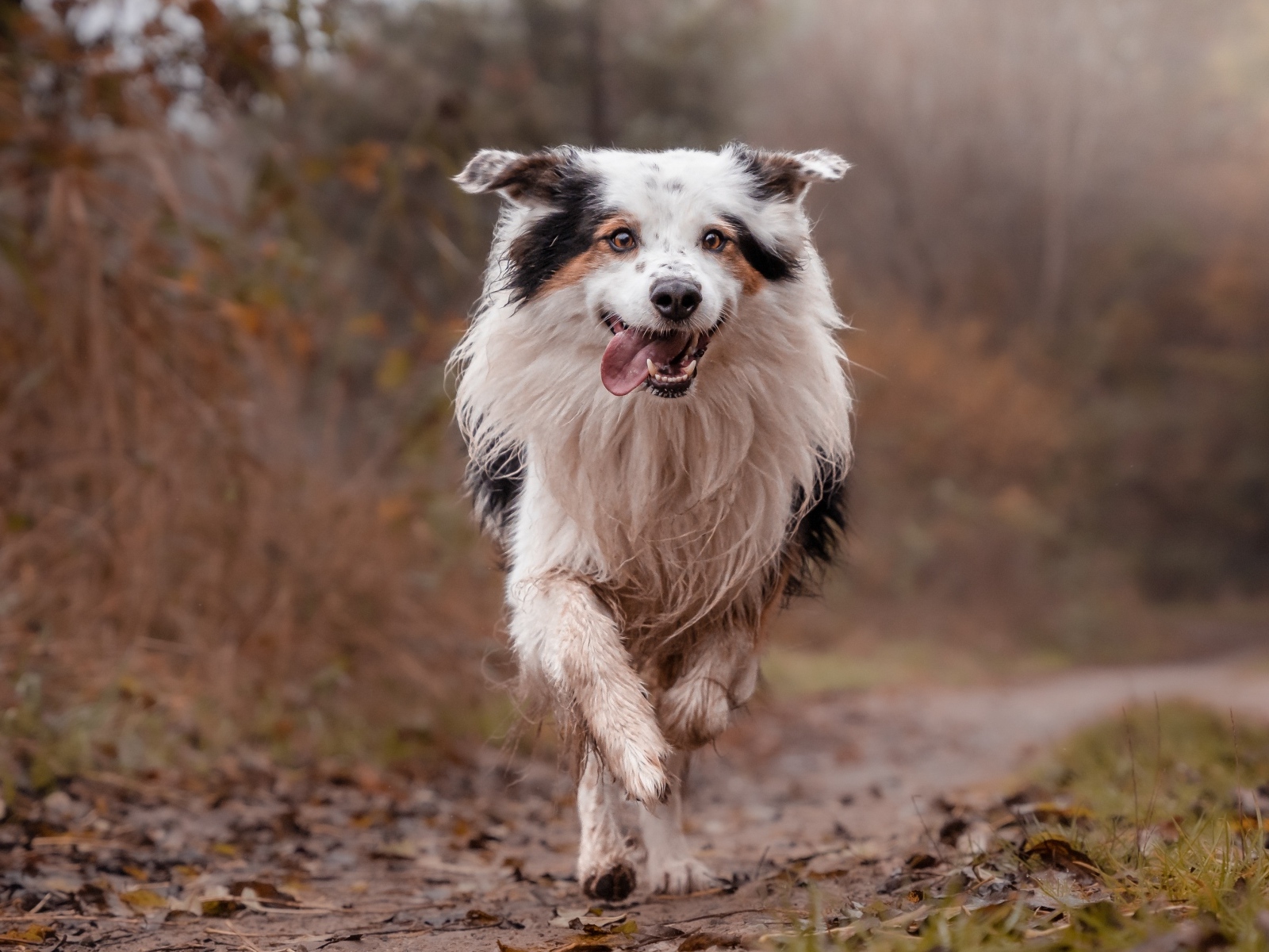 Собака породы бордер колли с высунутым языком