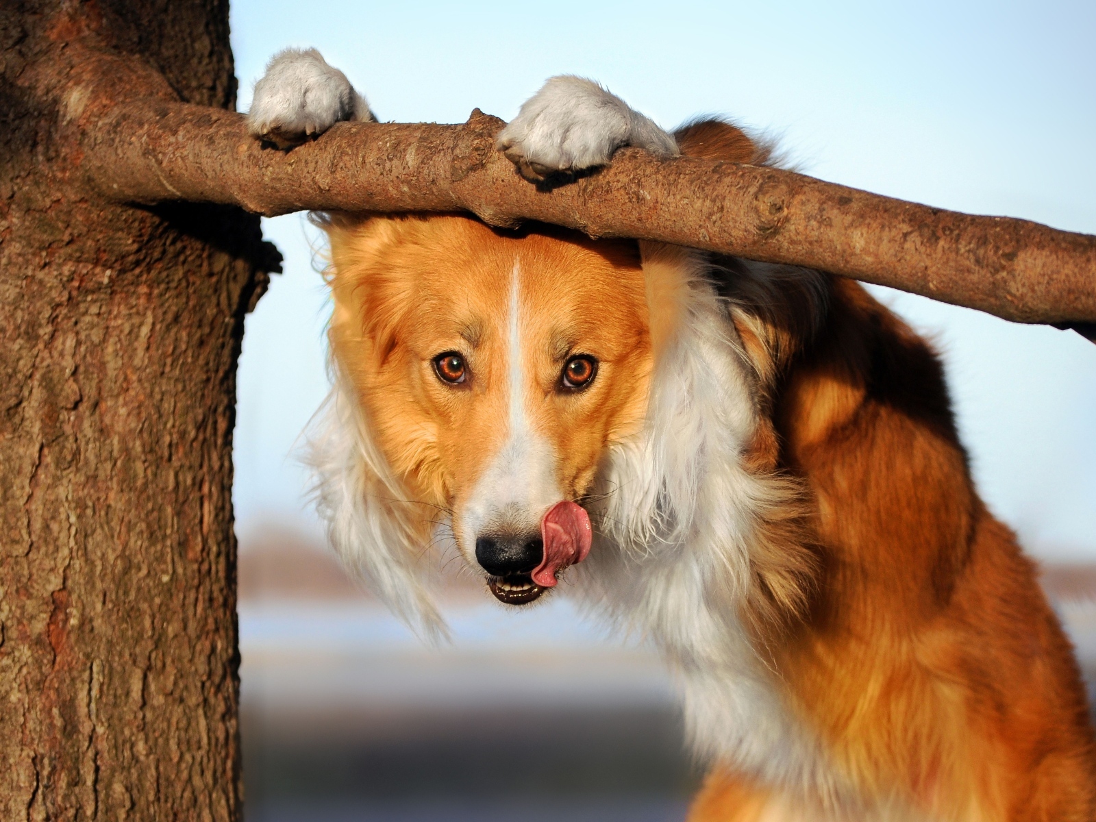 Собака бордер колли с высунутым языком у ветки