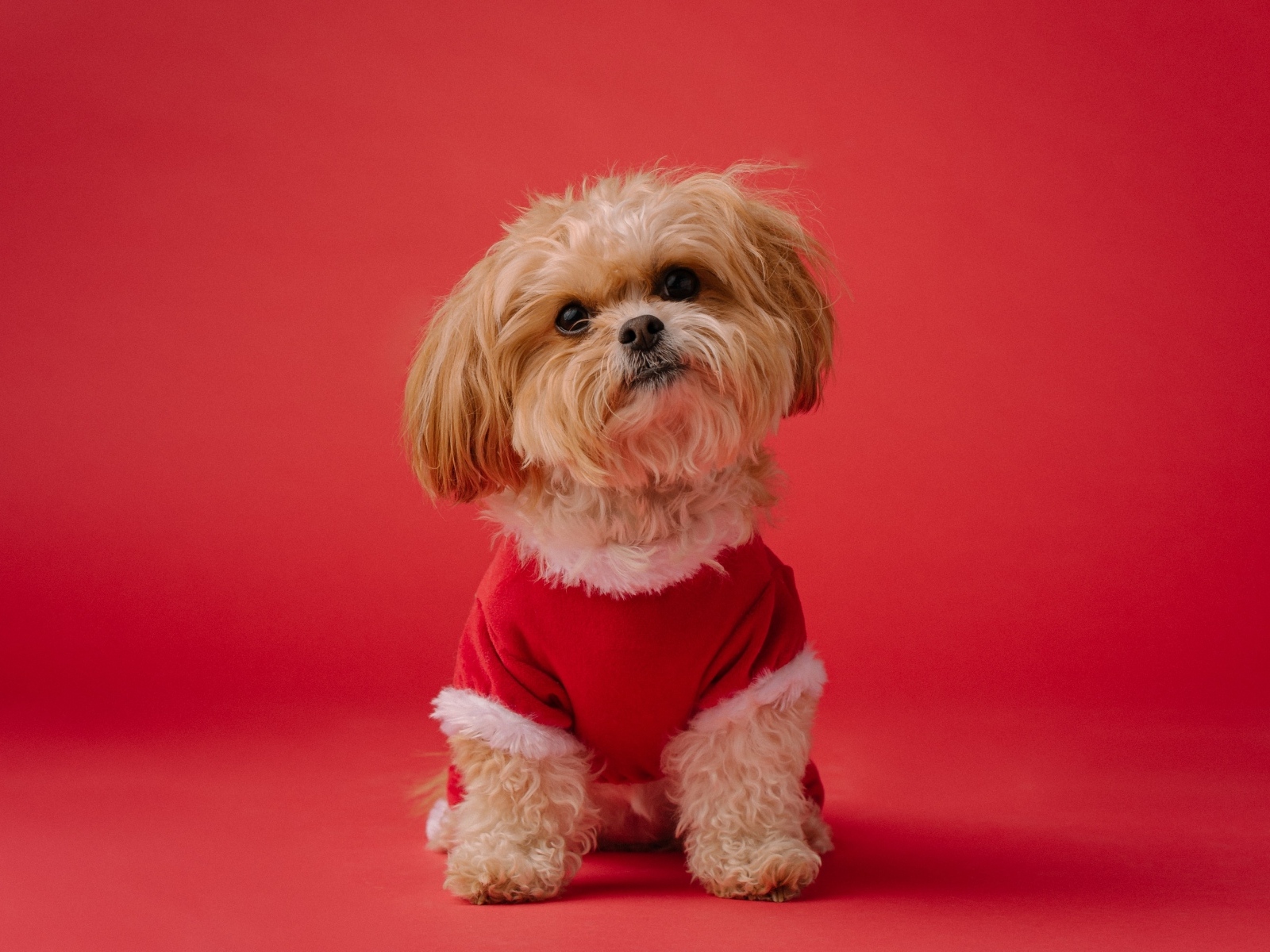Собака в новогоднем костюме на красном фоне