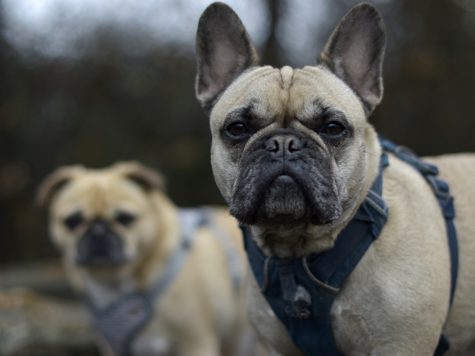 Французский бульдог в шлейке крупным планом