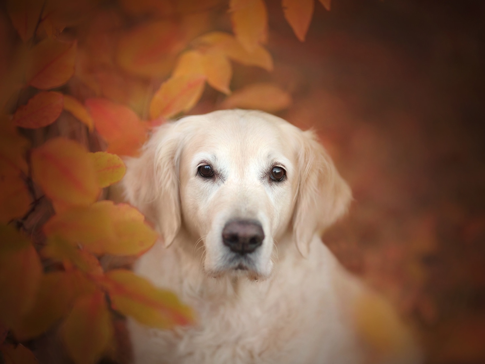 Золотистый ретривер прячется в желтых листьях