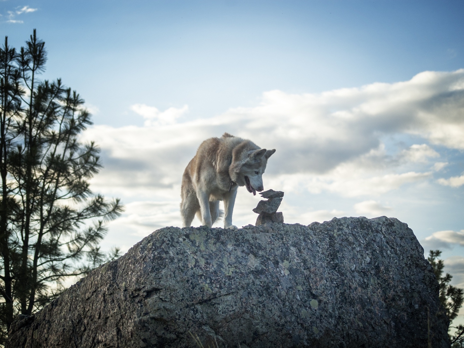 Большой сибирский хаски стоит на камне на фоне неба