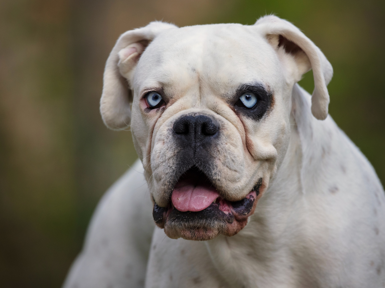 Большой белый немецкий боксер с голубыми глазами