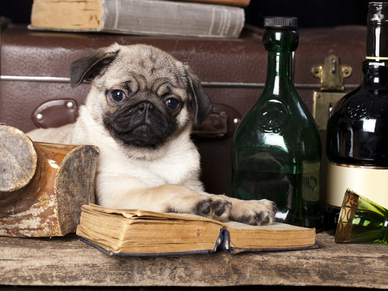 Маленький мопс с книгой и бутылками