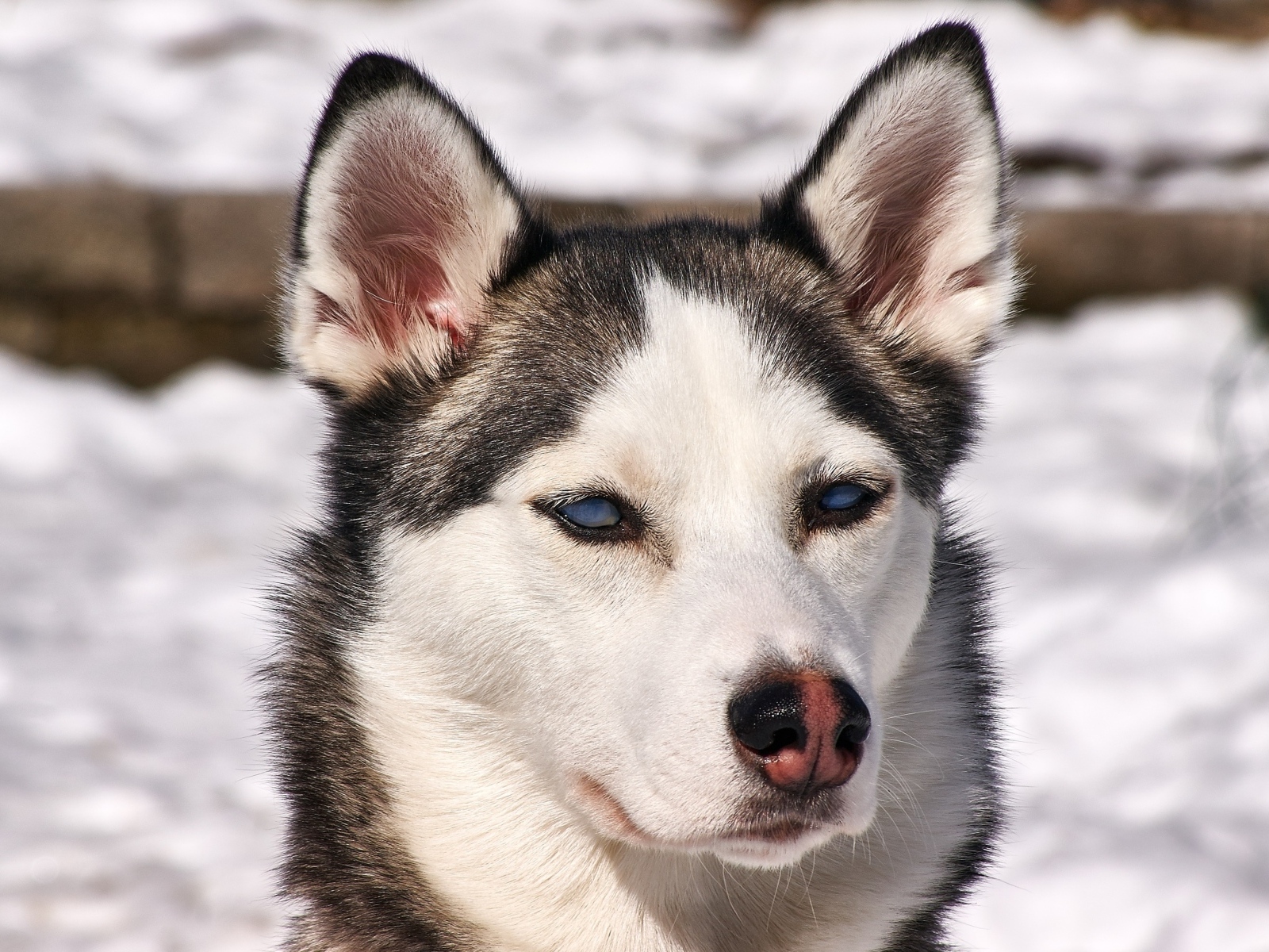 Морда голубоглазой хаски крупным планом