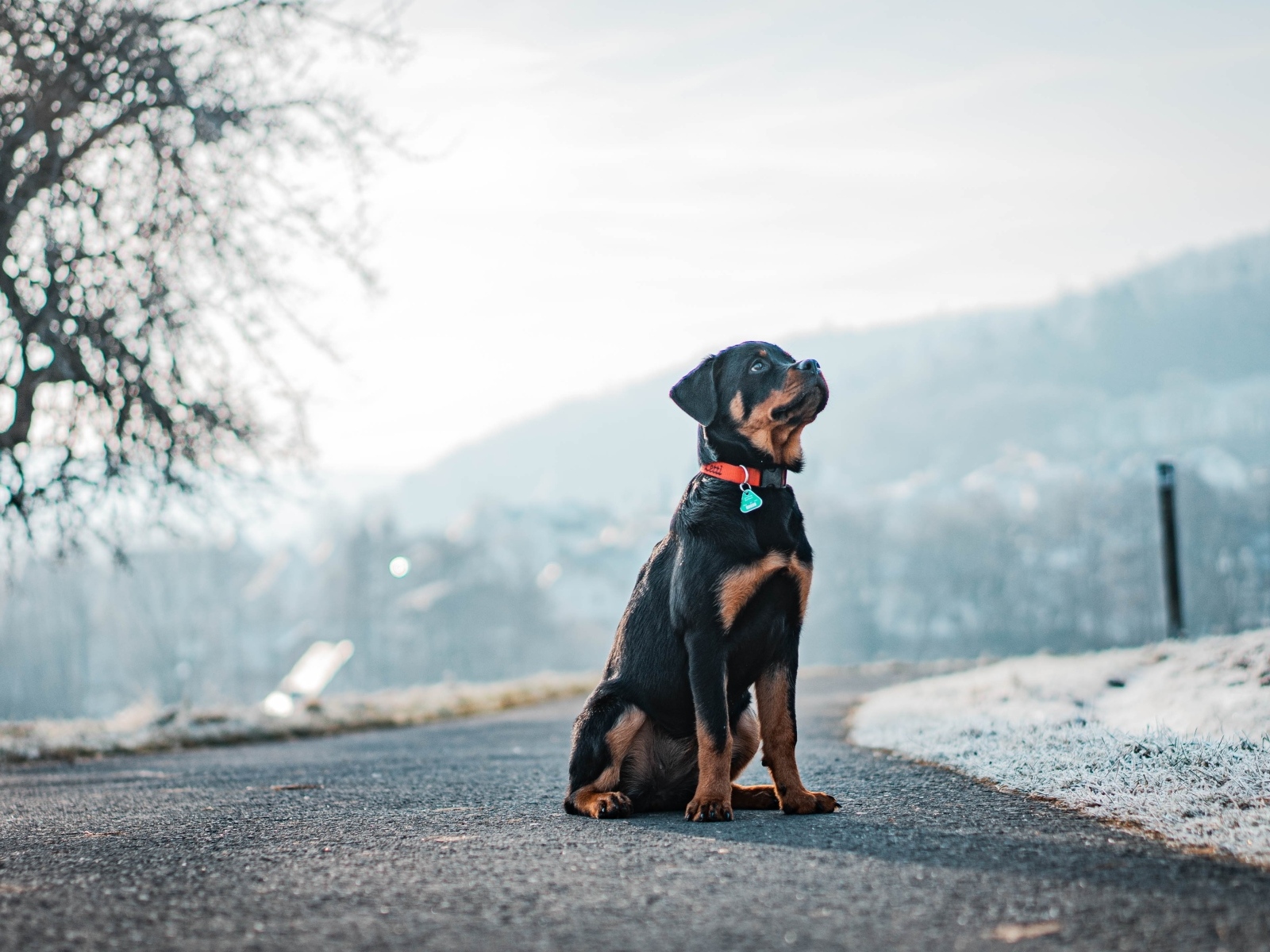 Ротвейлер сидит на дороге зимой