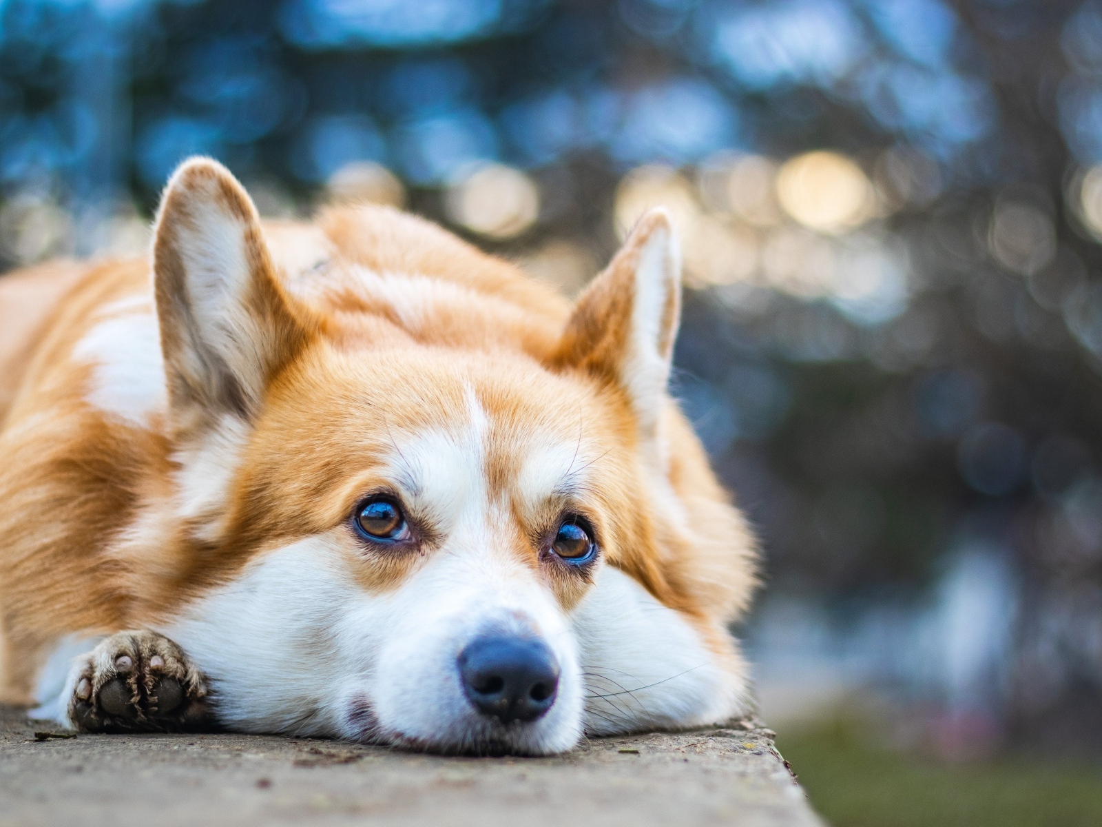 Грустный корги лежит на асфальте