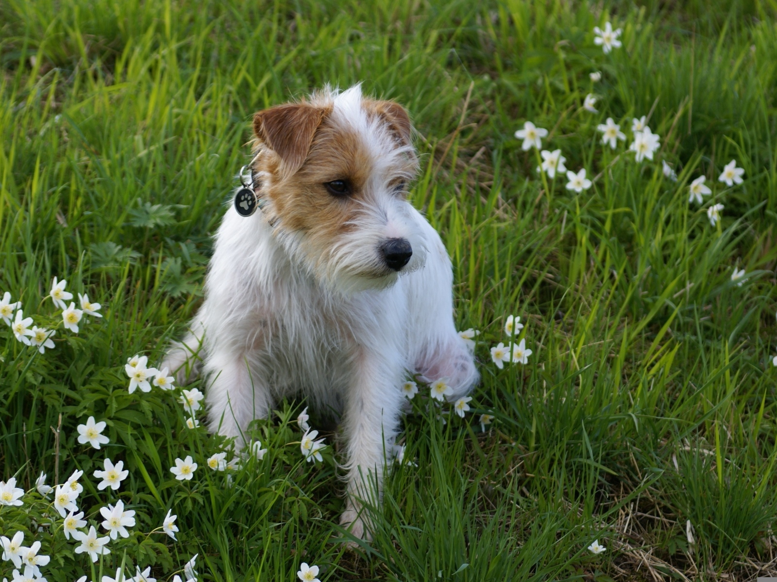 Грустный пес сидит в зеленой траве с зелеными цветами