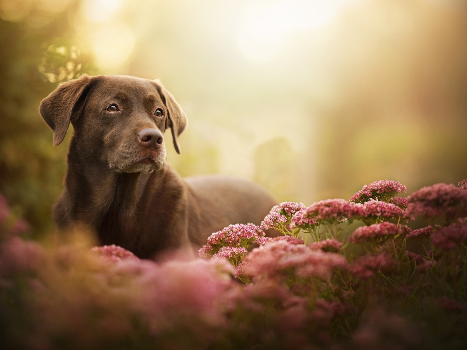 Грустный лабрадор в розовых цветах 