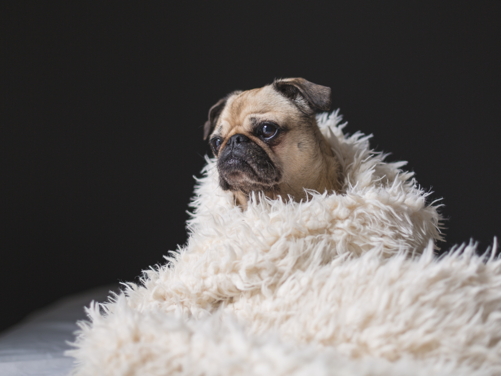 Грустный мопс укутан в белое меховое покрывало 