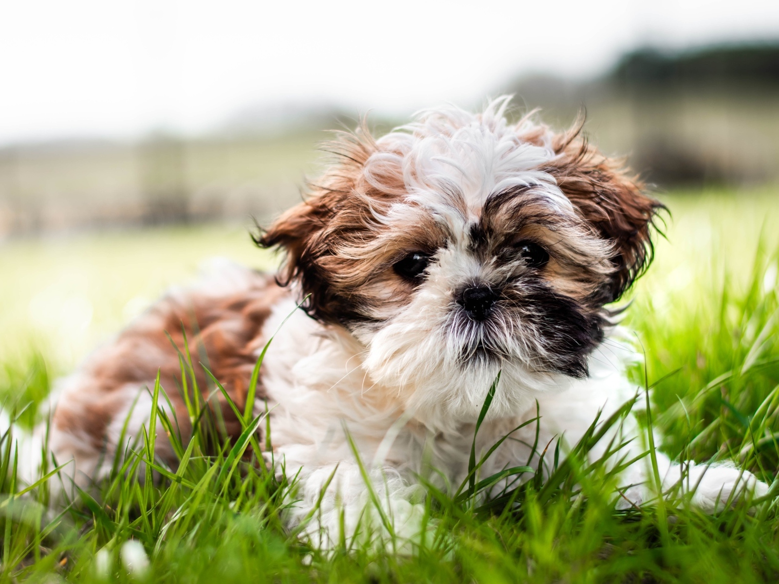 Собака породы ши-тцу лежит на зеленой траве