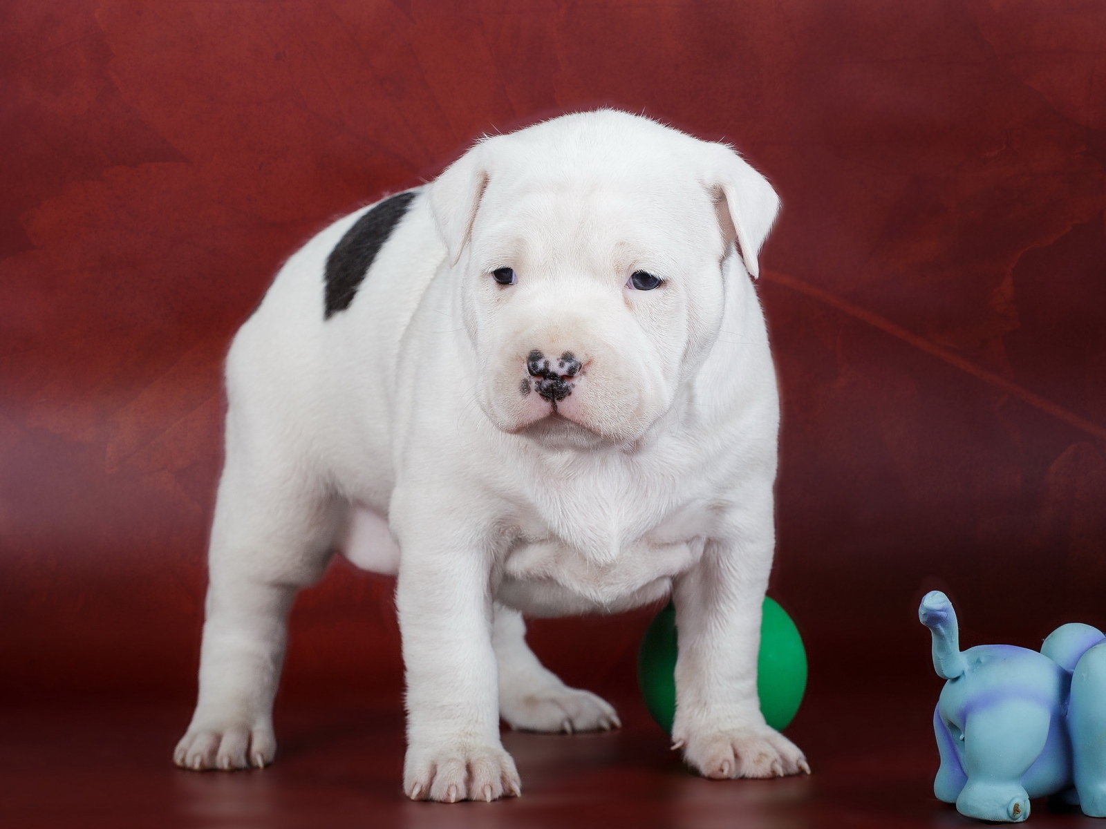 Маленький американский амстафф на красном фоне