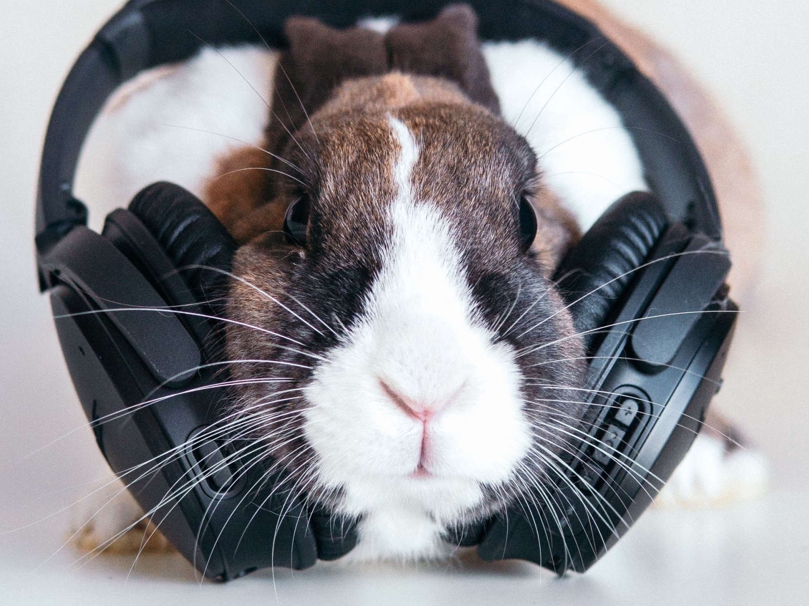 Декоративный кролик с большими черными наушниками