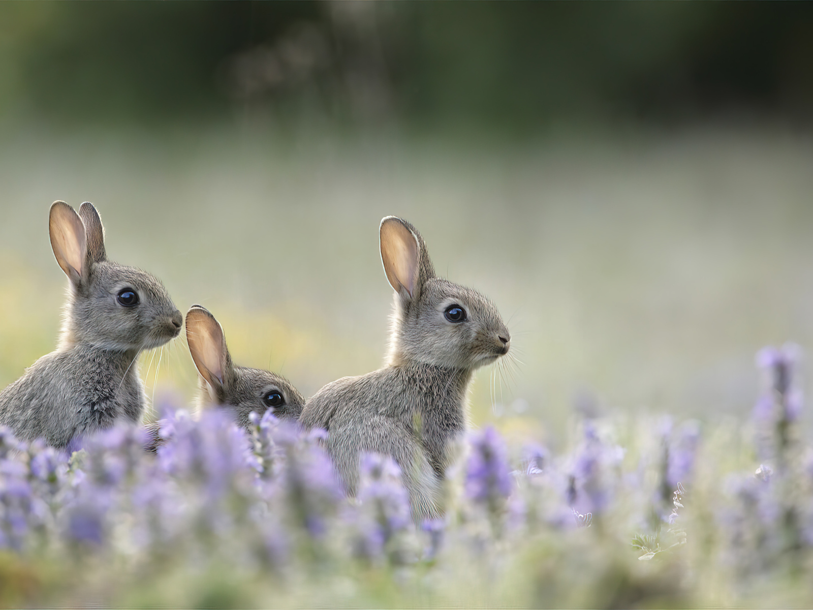Зайцы прячутся в цветах