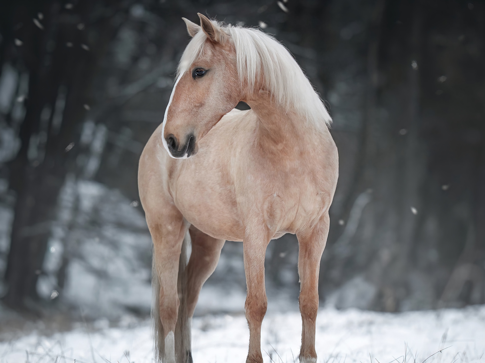 Коричневая лошадь стоит на снегу в лесу