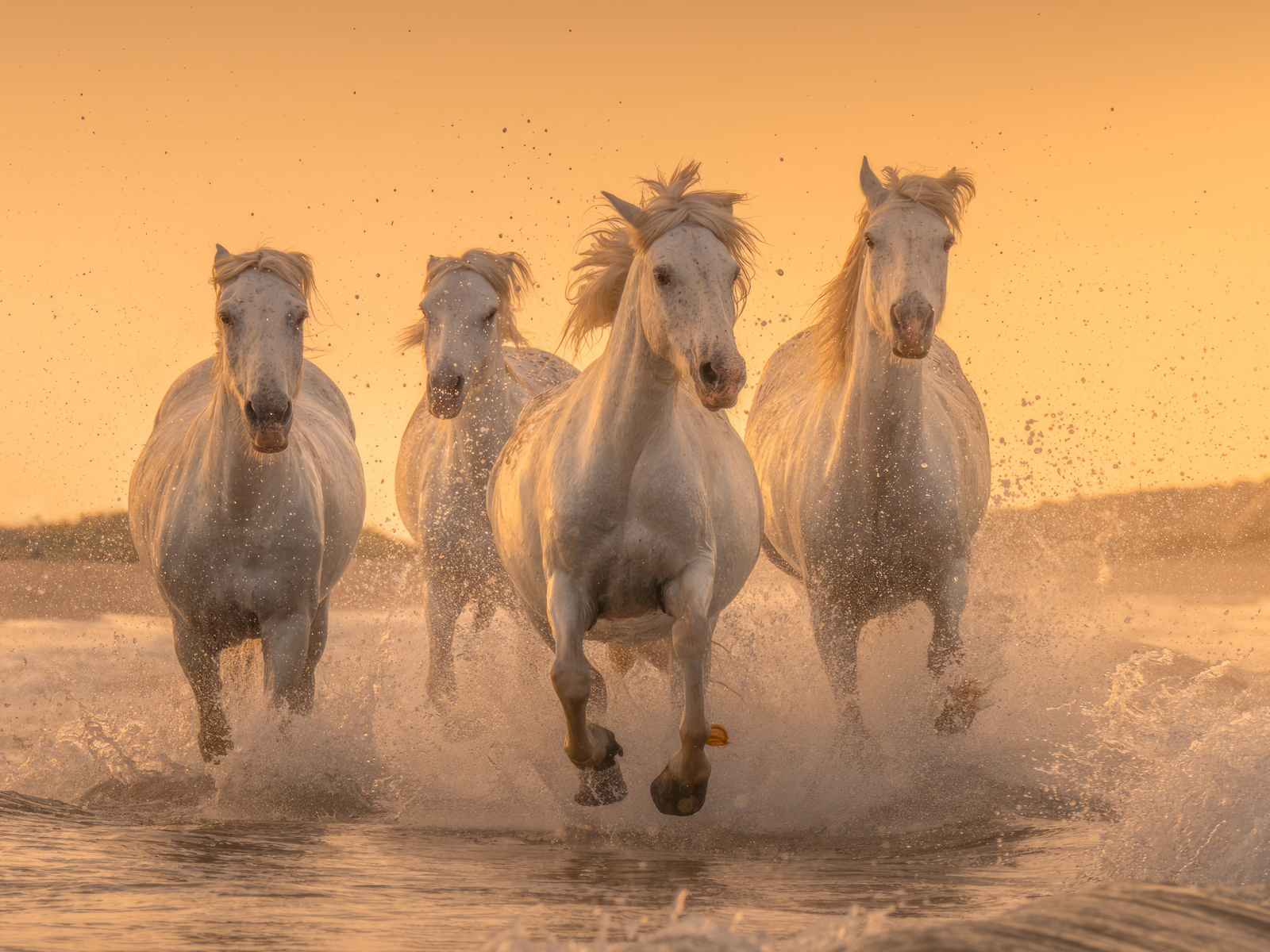 Белые лошади скачут по воде на закате