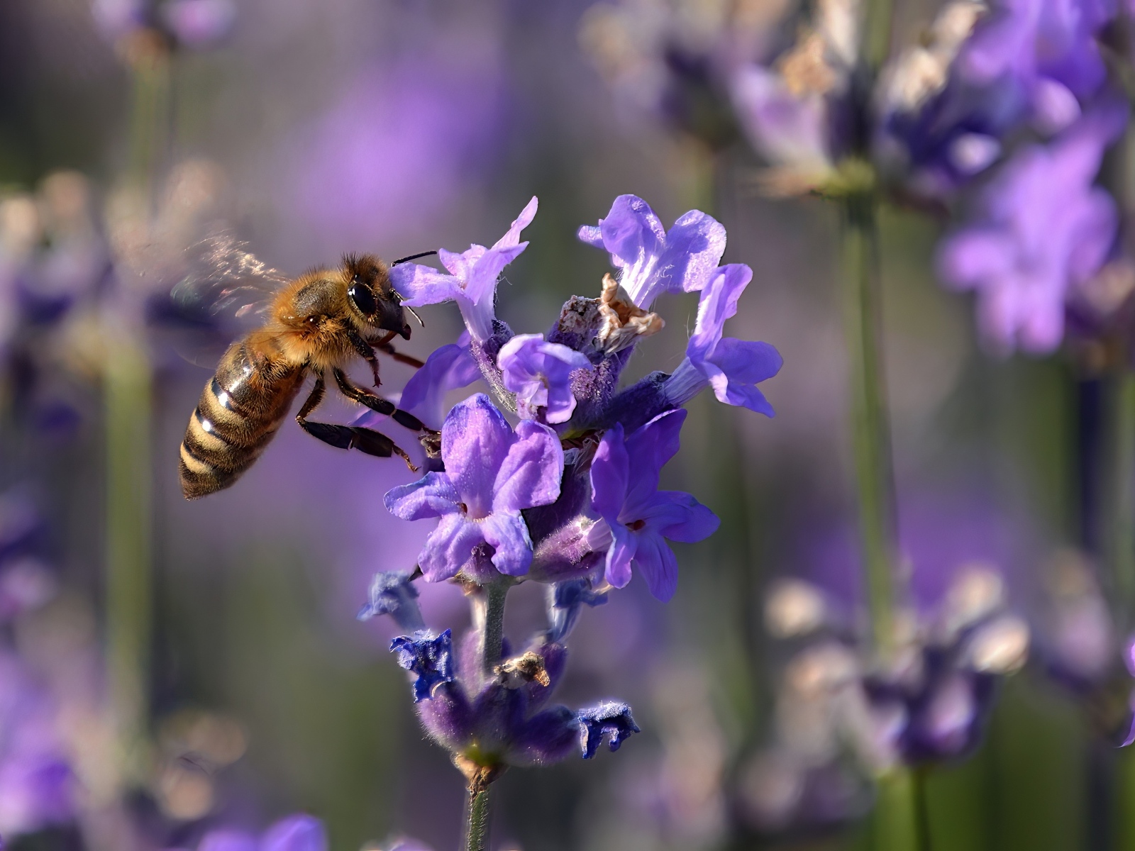 Пчела кружит у цветка лаванды