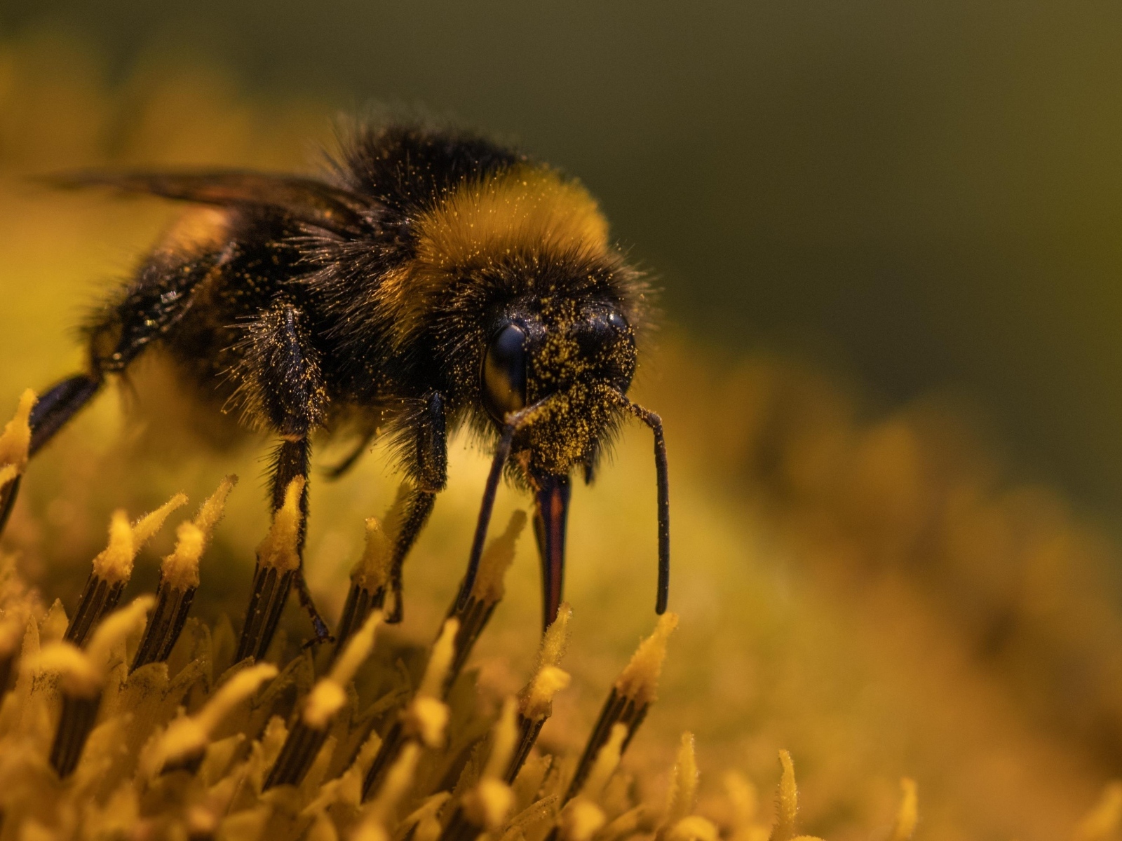 Пчела собирает пыльцу с цветка подсолнуха
