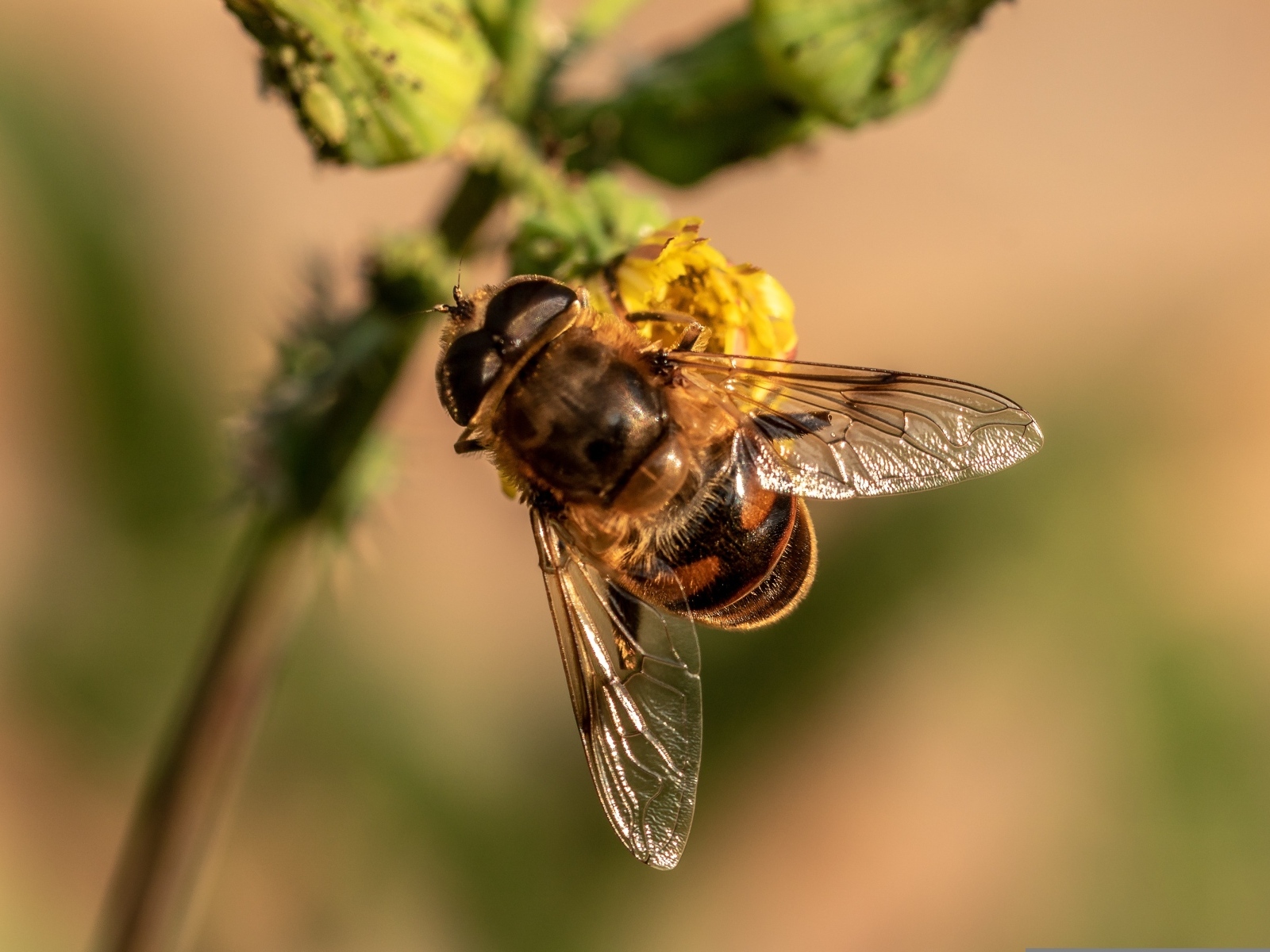 Муха сидит на желтом цветке крупным планом
