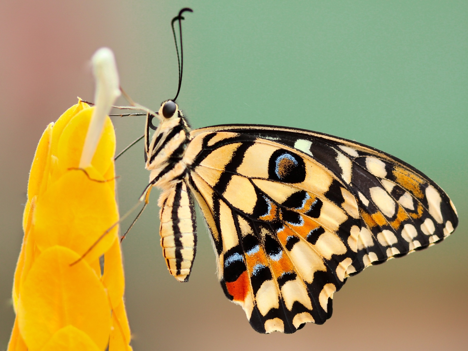 Большая красивая бабочка сидит на желтом цветке