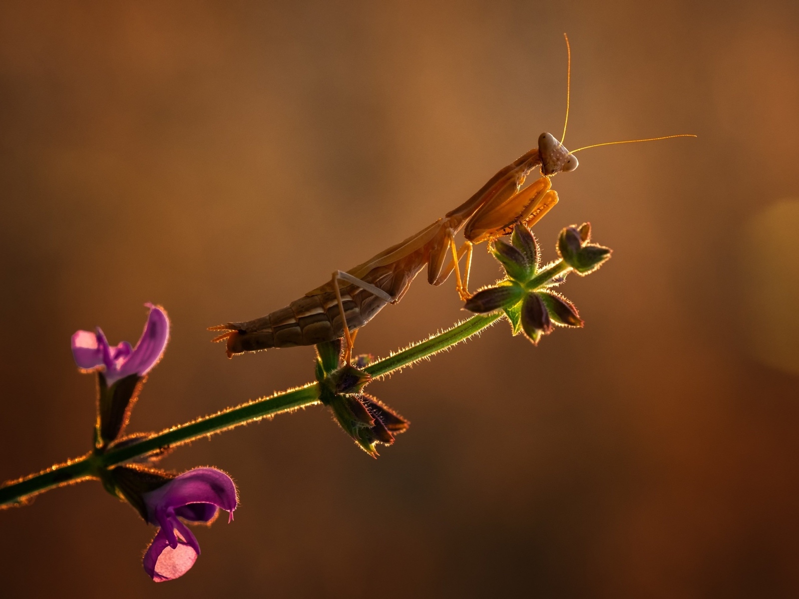 Большой богомол сидит на ветке с цветами