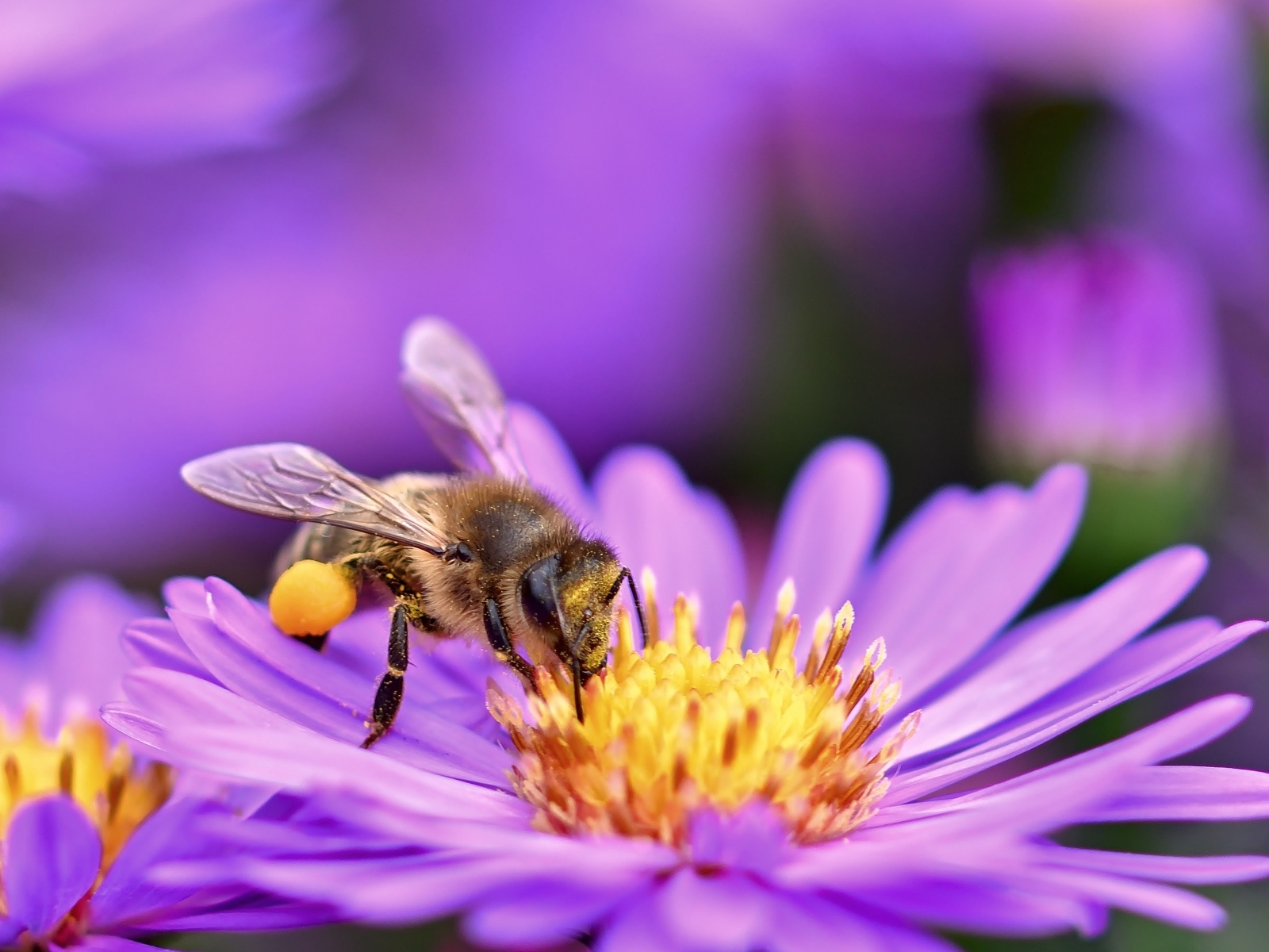 Маленькая пчела собирает пыльцу с цветка сентябринки