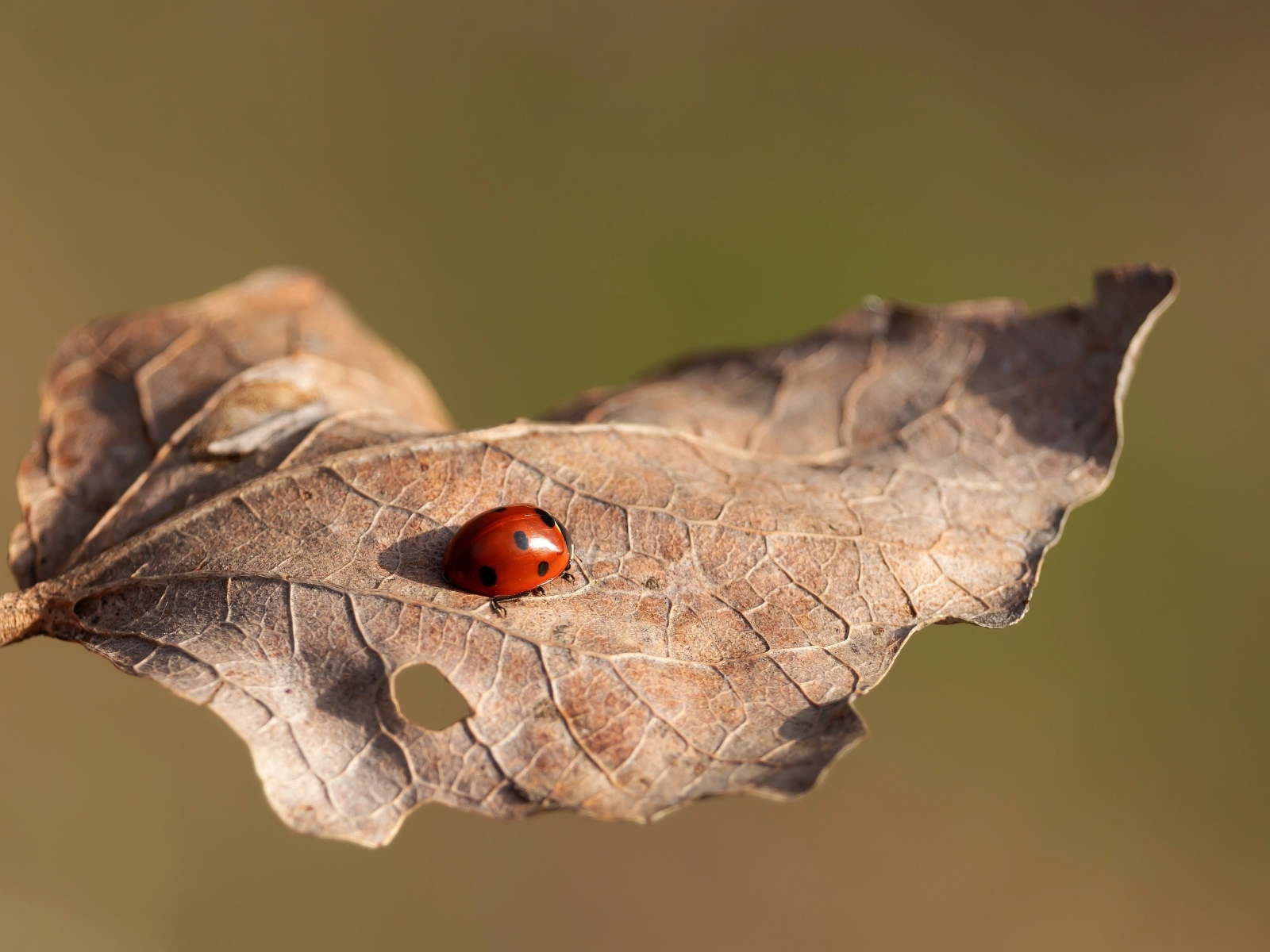 Красная божья коровка сидит на сухом листке