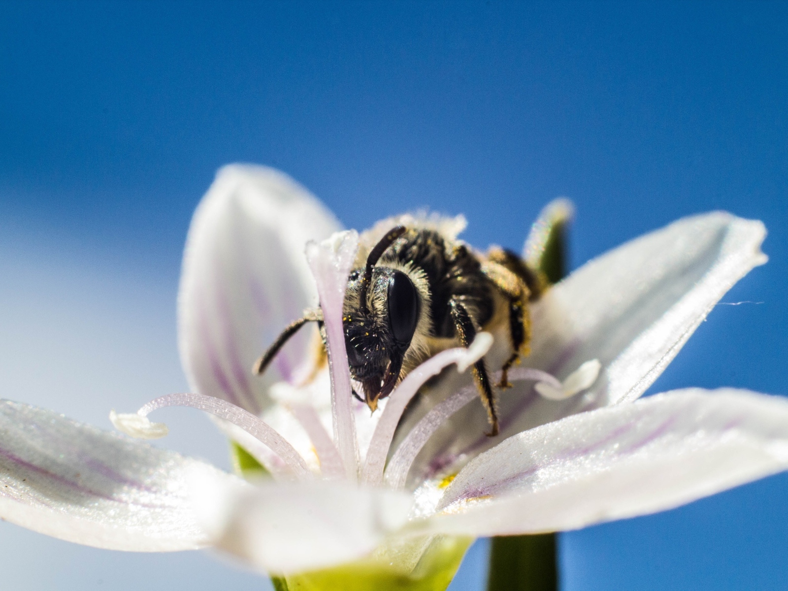 Пчела сидит на весеннем цветке на голубом фоне