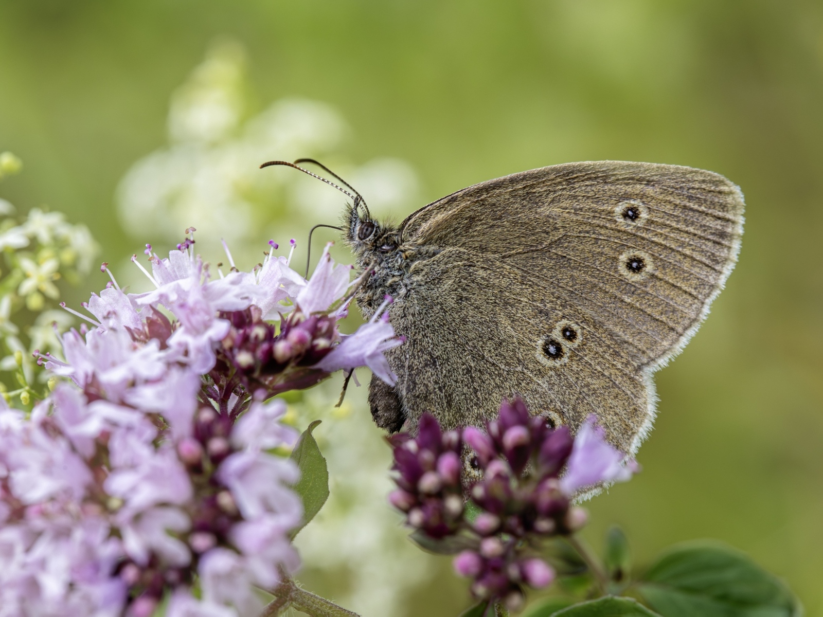 Коричневая бабочка сидит на сиреневом цветке