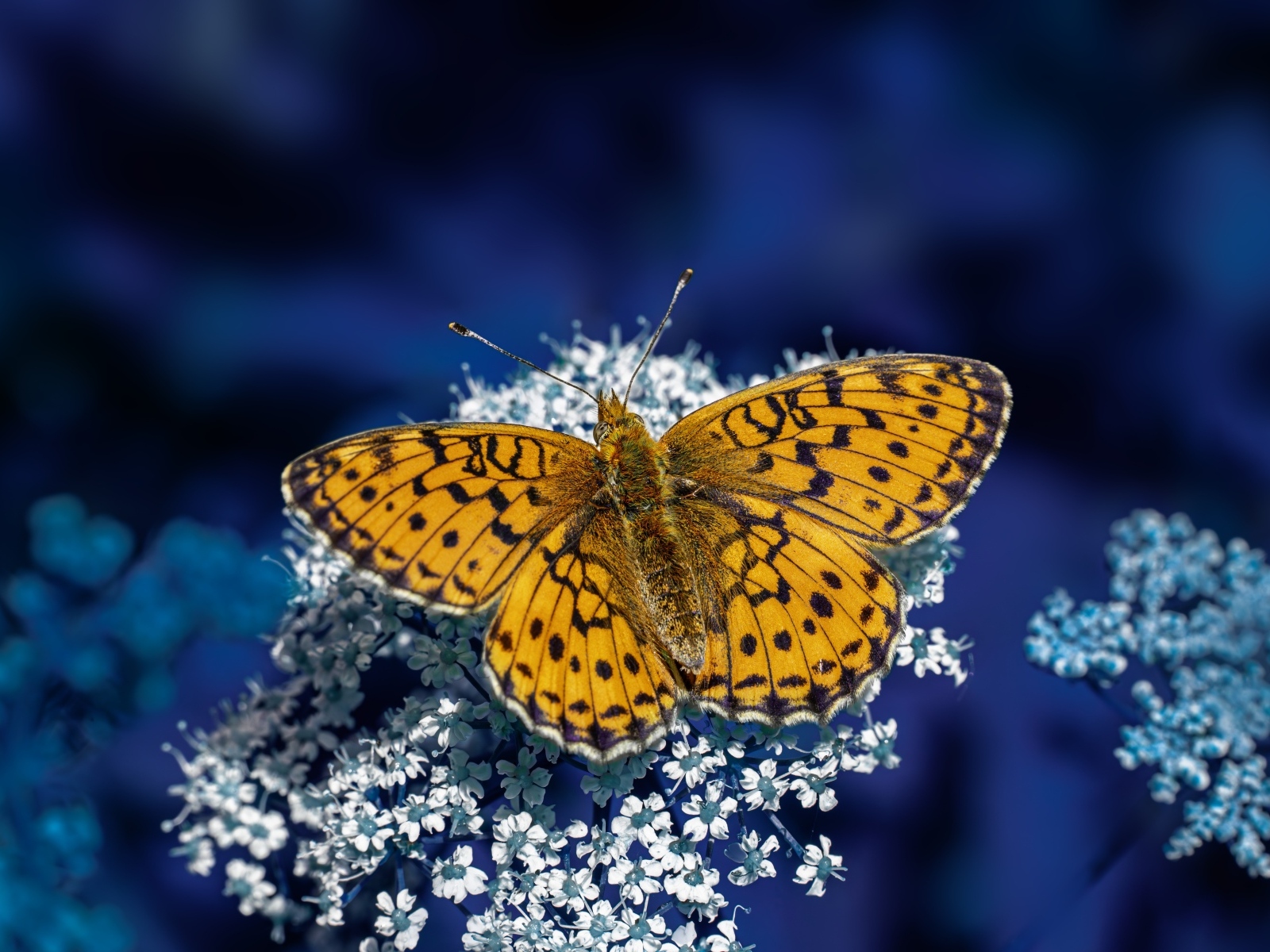 Коричневая бабочка сидит на белом цветке