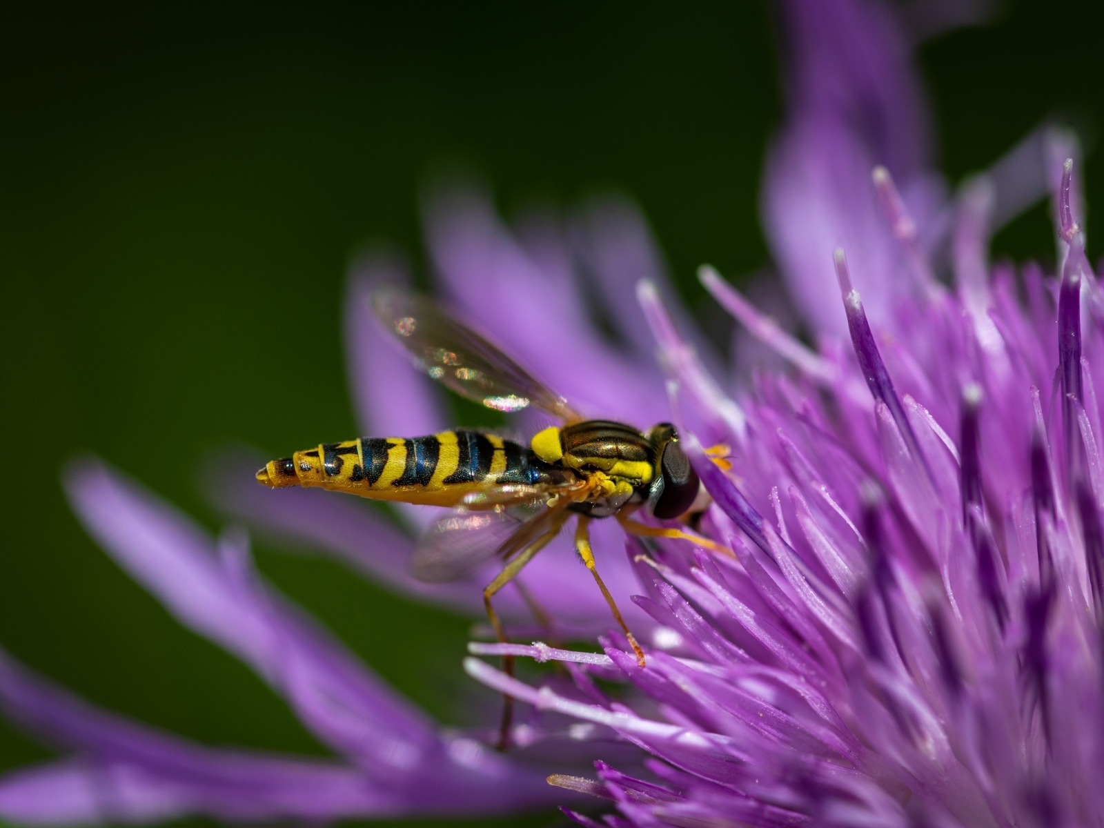Муха жужжалка на розовом цветке
