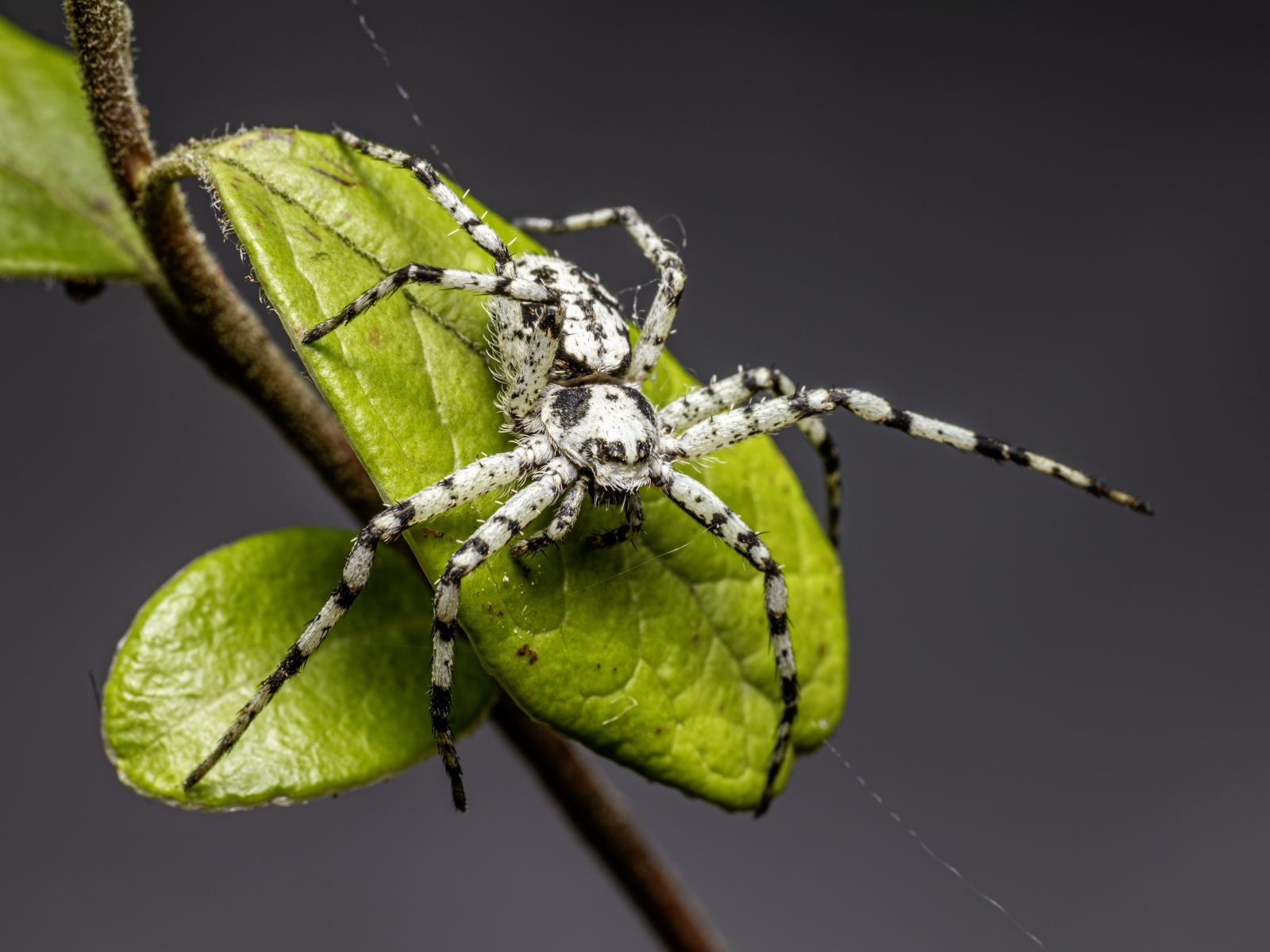 Опасный паук на зеленом листке на сером фоне